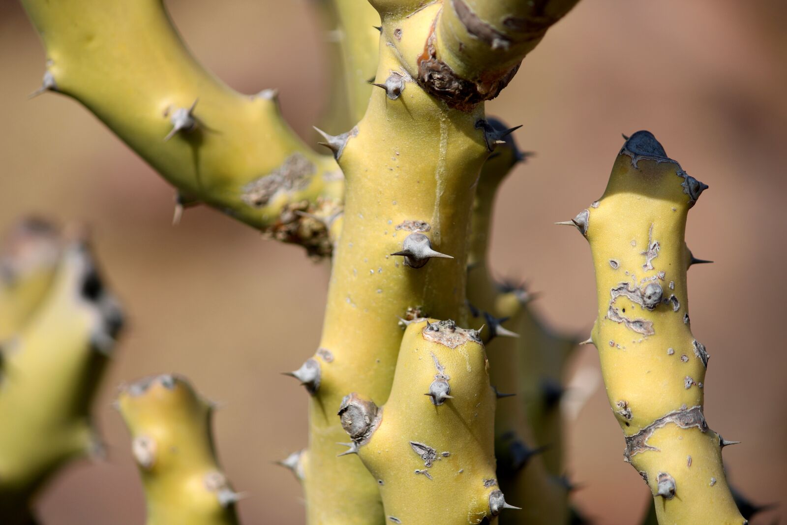 Canon EOS 2000D (EOS Rebel T7 / EOS Kiss X90 / EOS 1500D) sample photo. Thorny cactus, botanic, botanical photography