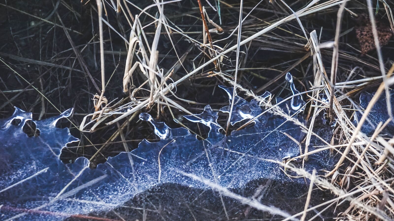 Sony a6000 + Sony Vario-Tessar T* E 16-70mm F4 ZA OSS sample photo. Spring, grass, flora photography