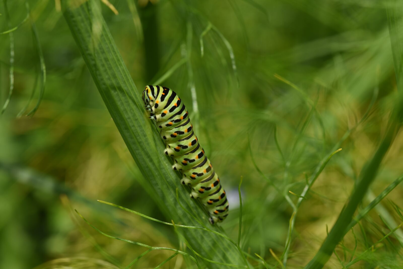 Nikon D810 sample photo. Caterpillar, dovetail, insect photography