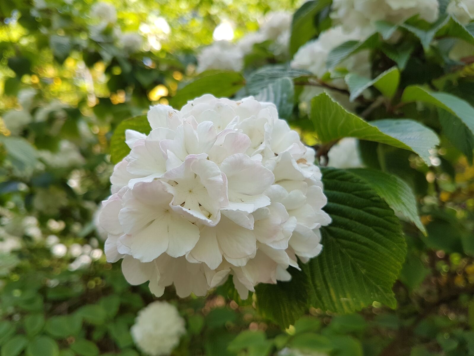 Samsung Galaxy S7 sample photo. Flowers, spring, viburnum photography