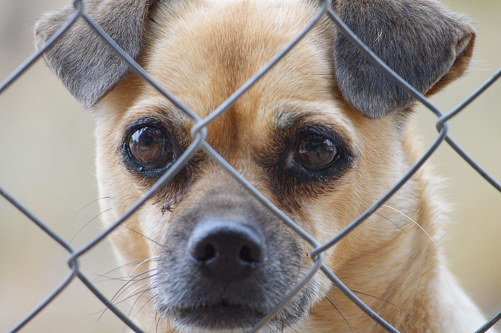 Nikon D3200 sample photo. Dog face, fence, eyes photography