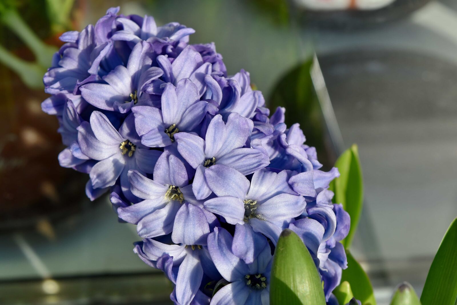 Nikon D5500 sample photo. Plant, flora, flowers, flower photography