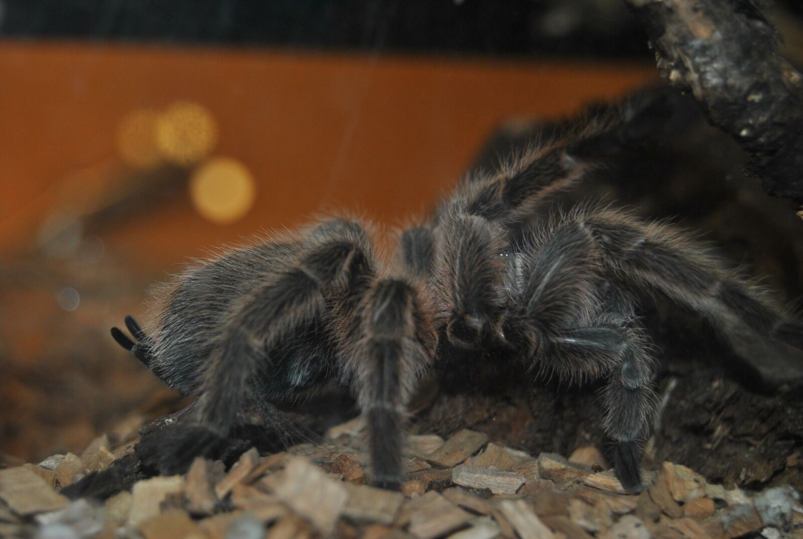 Nikon D3000 sample photo. Zoo, spider, animal photography