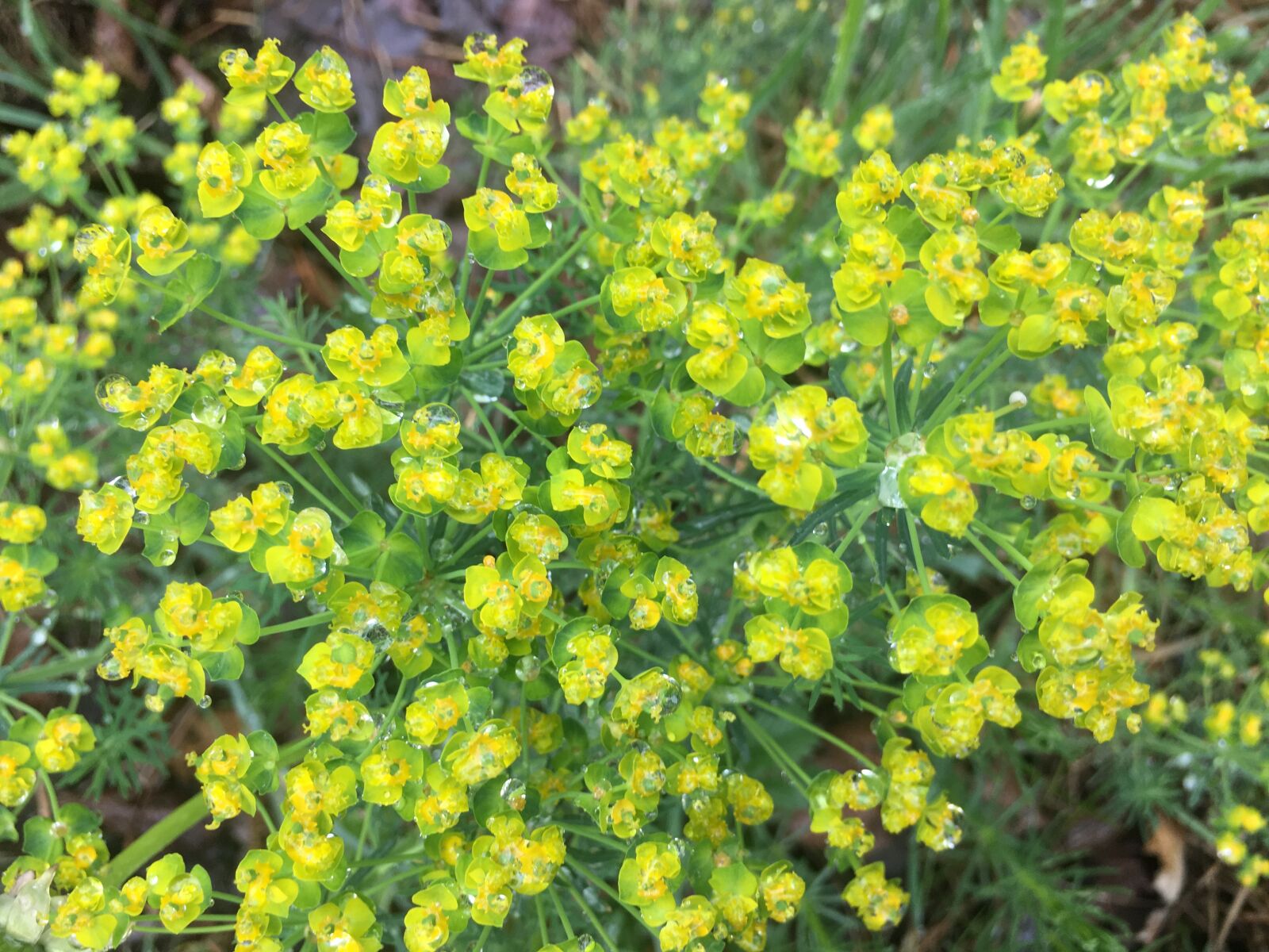 iPhone 6s Plus back camera 4.15mm f/2.2 sample photo. Plant, herbs, meadow photography