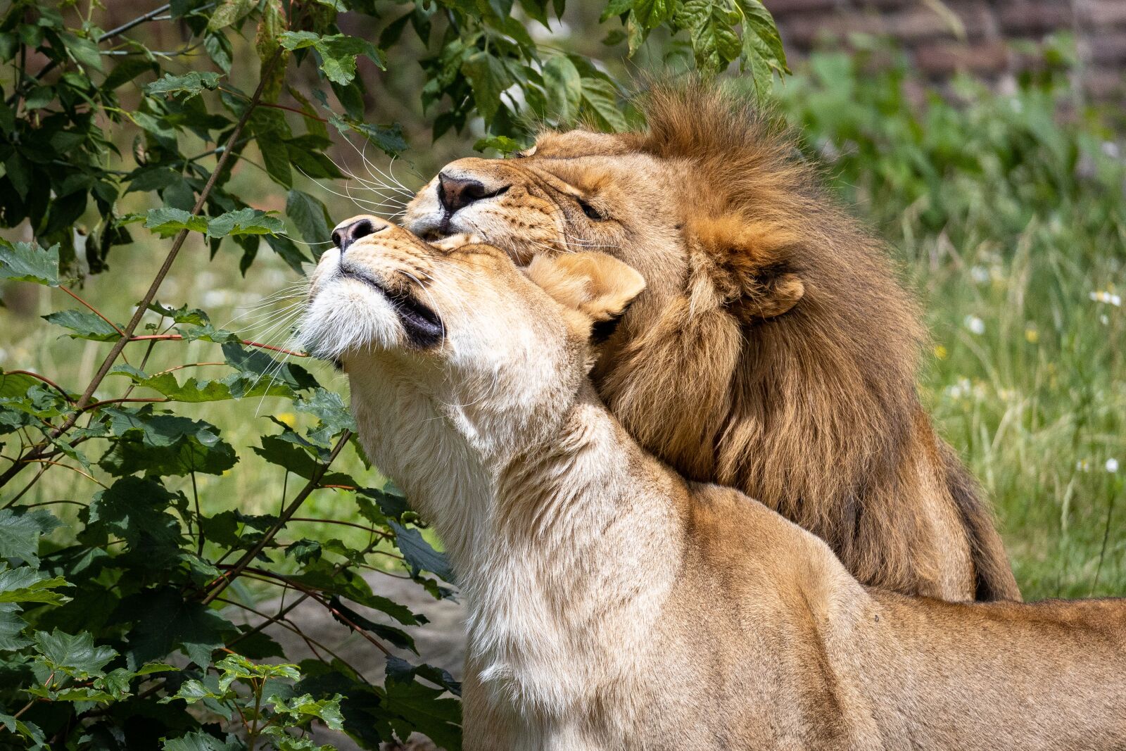 Canon EOS RP sample photo. Lion, zoo, animal photography