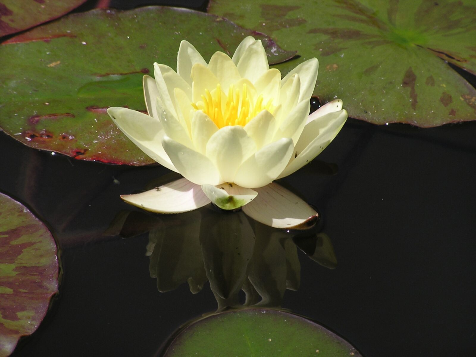 Olympus C740UZ sample photo. White water lily, lotus photography