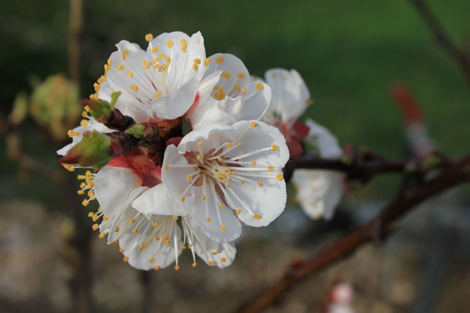 Canon EOS 550D (EOS Rebel T2i / EOS Kiss X4) sample photo. Flowers, bud, spring photography