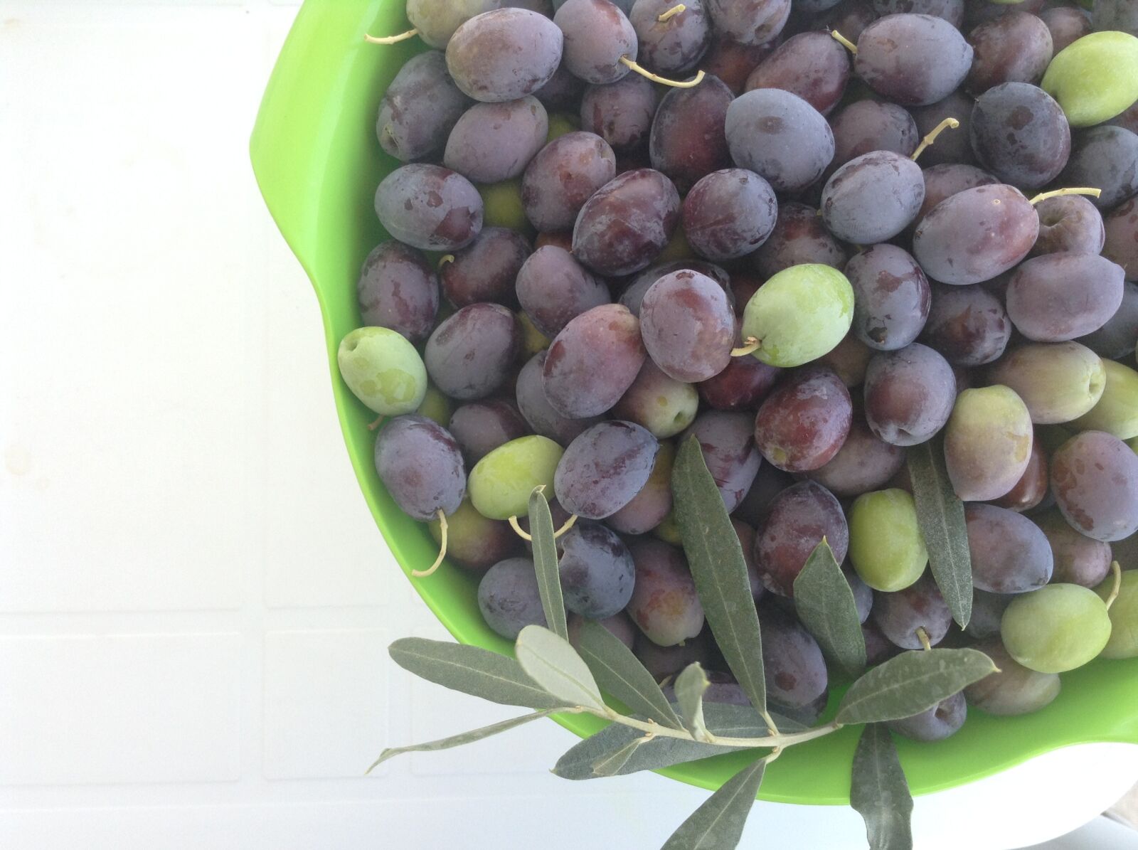 Apple iPad mini sample photo. Olive branch, olives, fresh photography