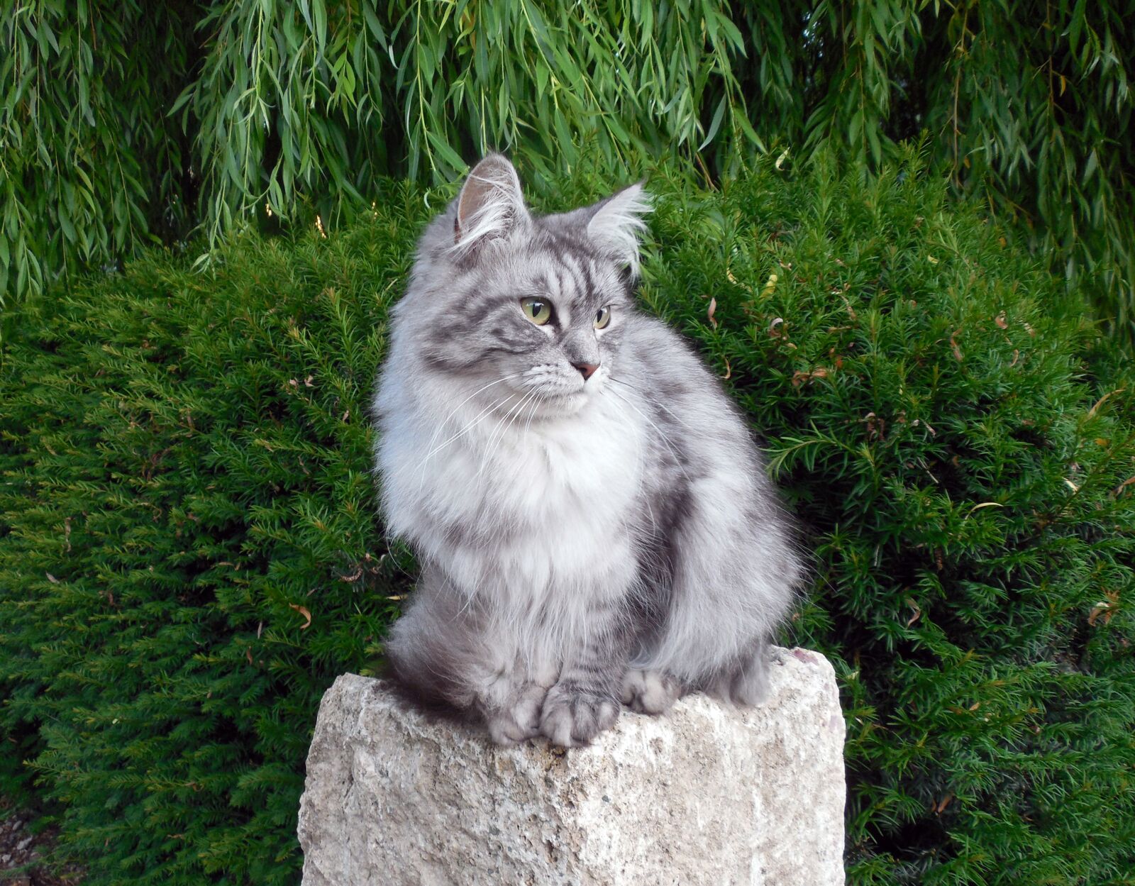 Nikon COOLPIX L620 sample photo. Cat, cat fur, fur photography