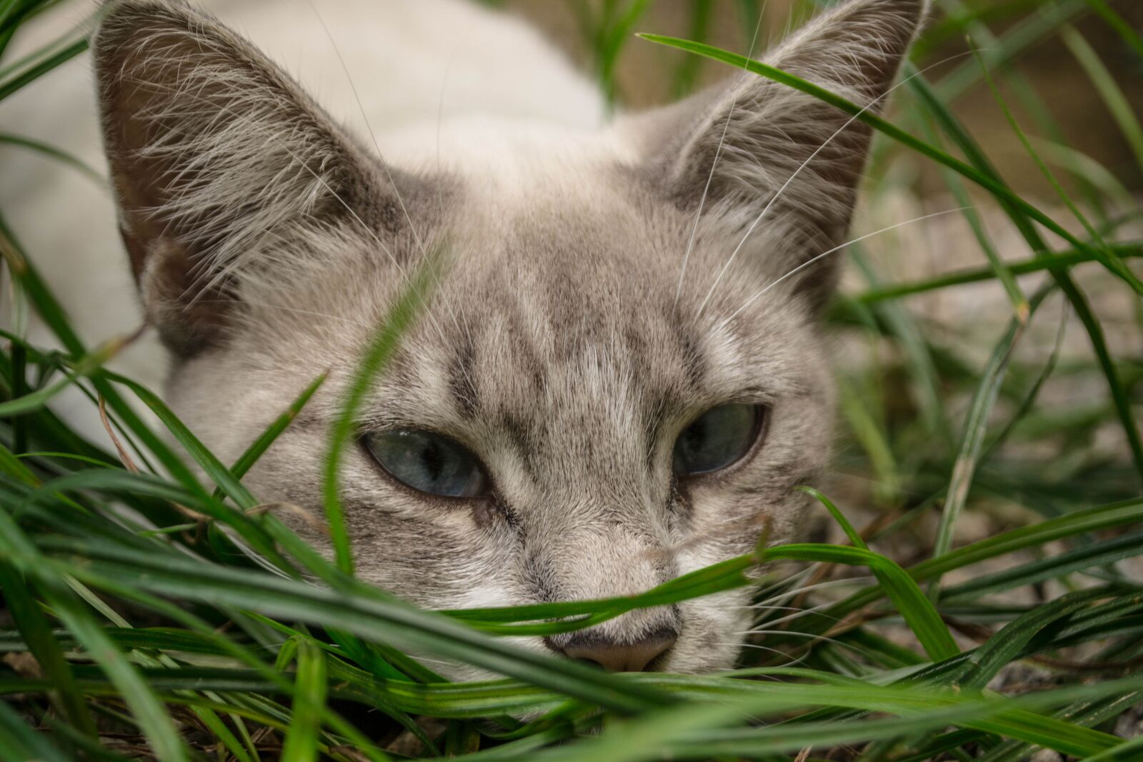 Nikon D3100 sample photo. Cat, blue eyes, pet photography