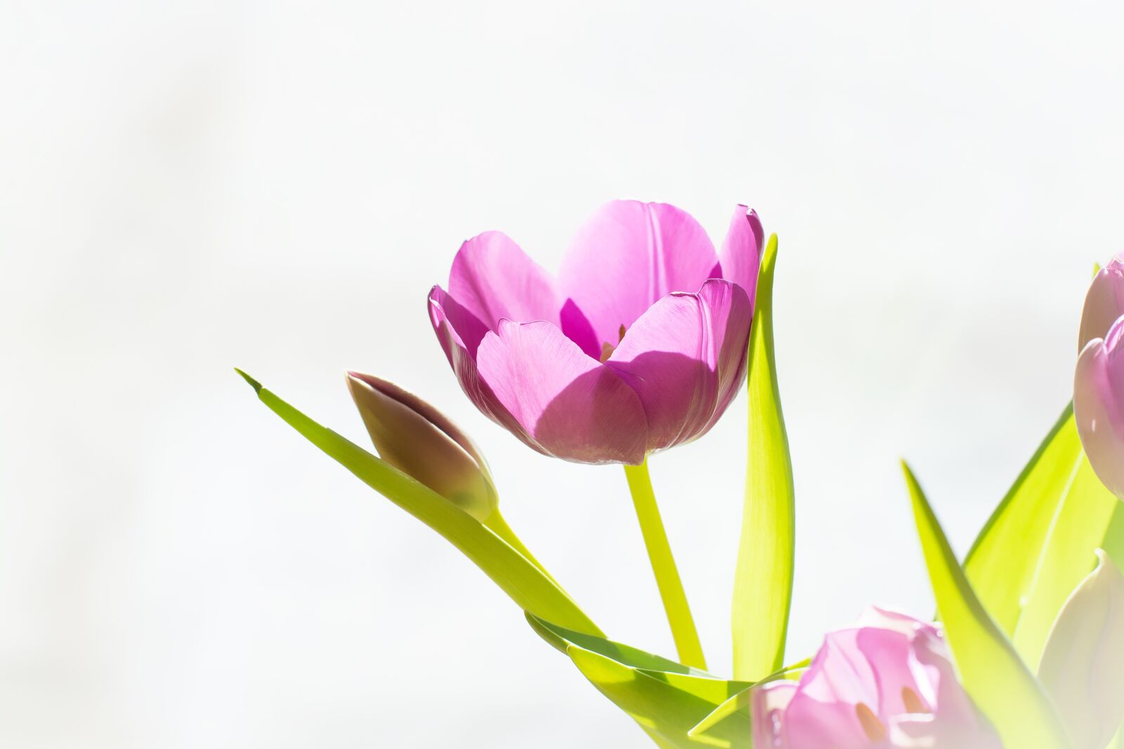 Nikon D7100 sample photo. Tulip, pink, flower photography
