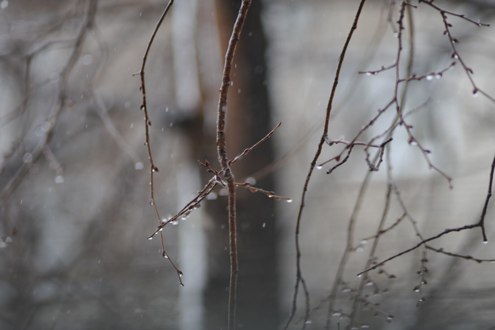 Nikon D700 sample photo. Winter, forest, branch photography