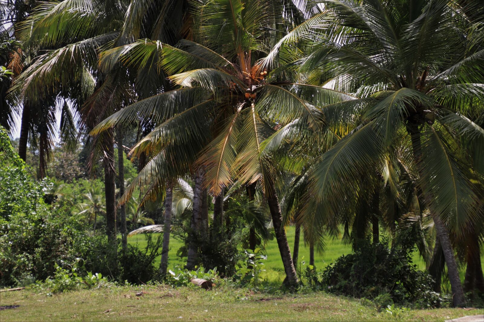 Canon EOS 80D sample photo. Palm trees, tree, exotic photography