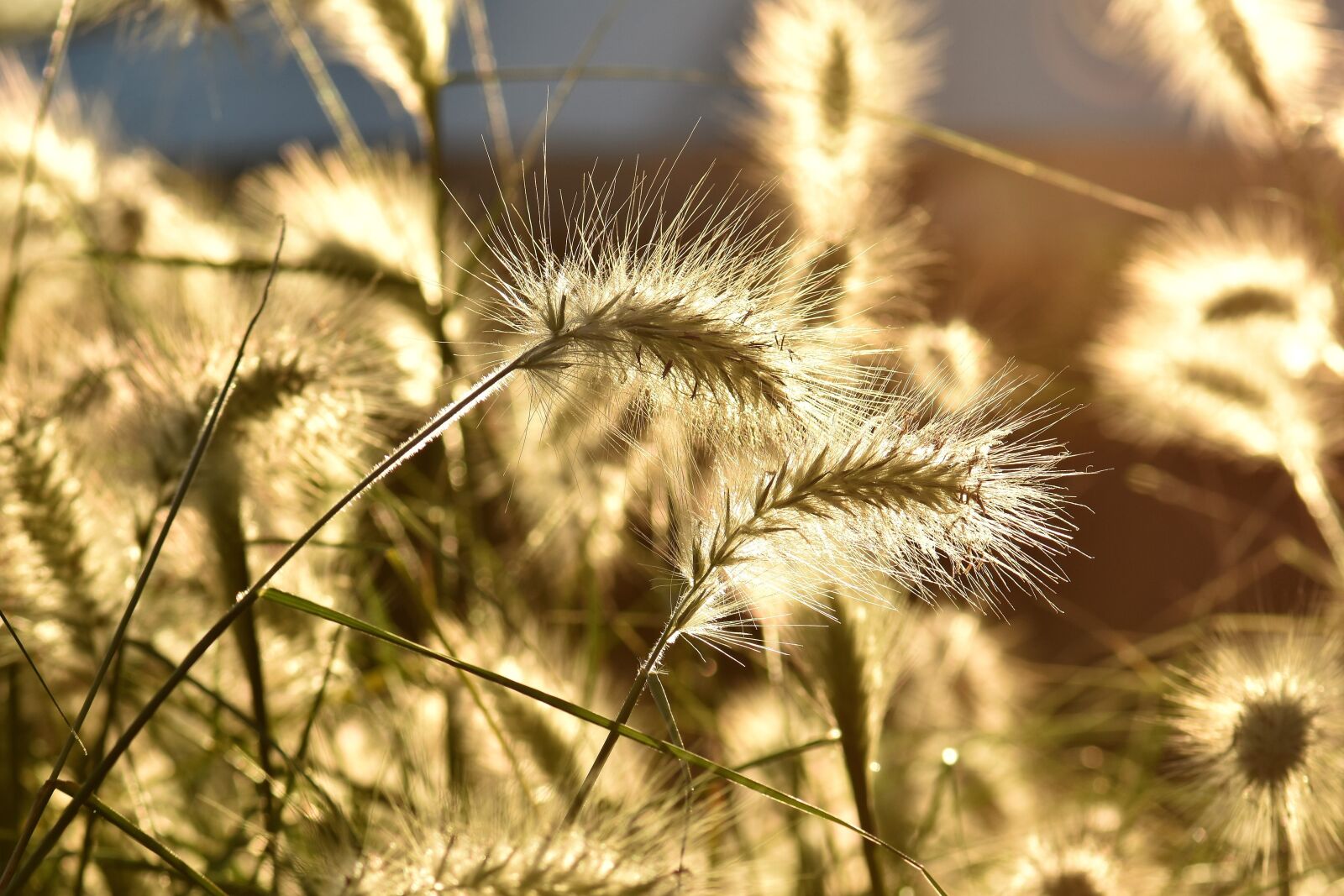Nikon D5500 sample photo. Bamboo grassedit this page photography