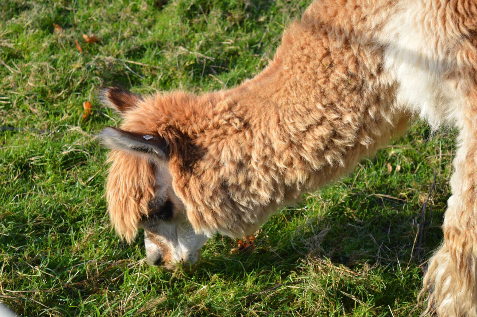 Nikon D3200 sample photo. Lama, alpaca, camel photography