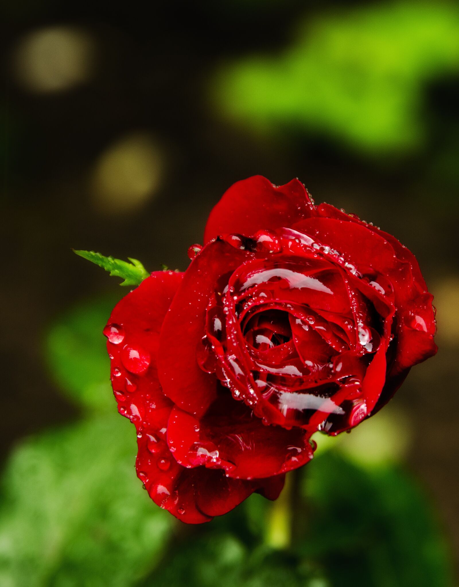 Nikon D7000 sample photo. Rose, nature, flower photography