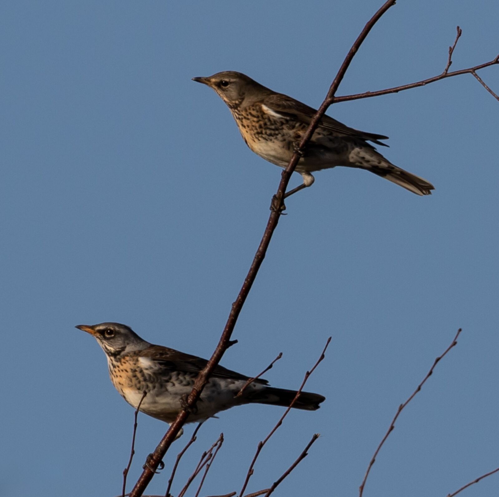 Canon EOS 7D Mark II sample photo. Redwing, fieldfare, migratory bird photography