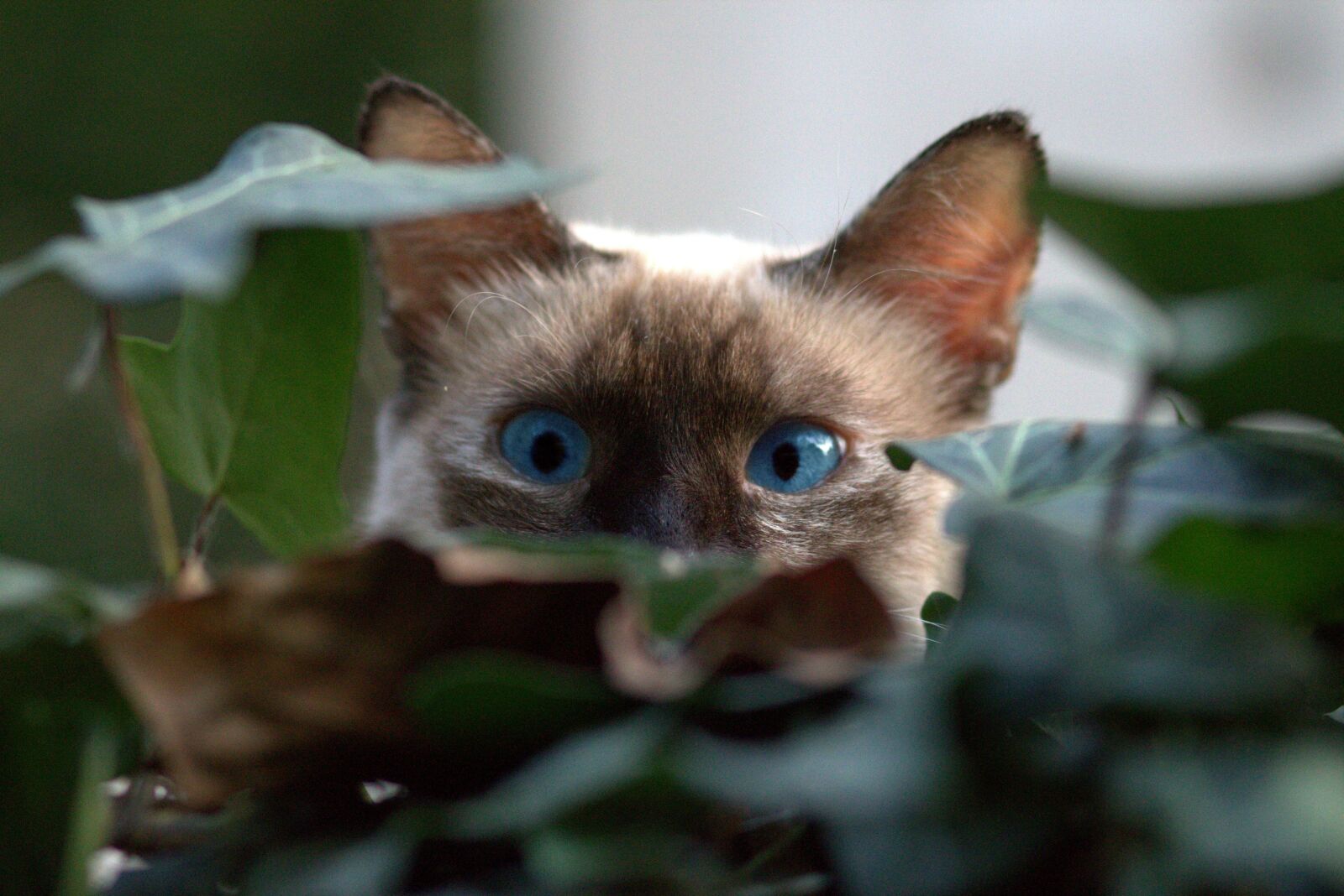 Canon EOS 700D (EOS Rebel T5i / EOS Kiss X7i) + Canon EF 85mm F1.8 USM sample photo. Burmese cat, about, hidden photography