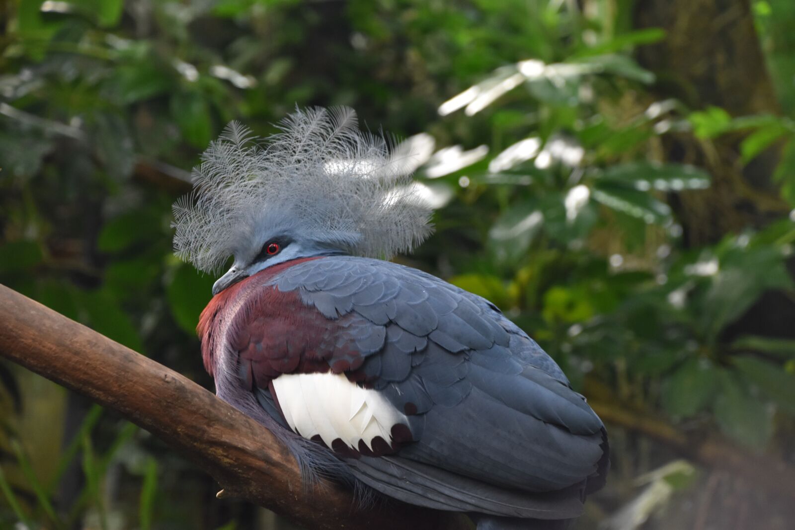 Nikon D5600 sample photo. Bird, blue, nature photography
