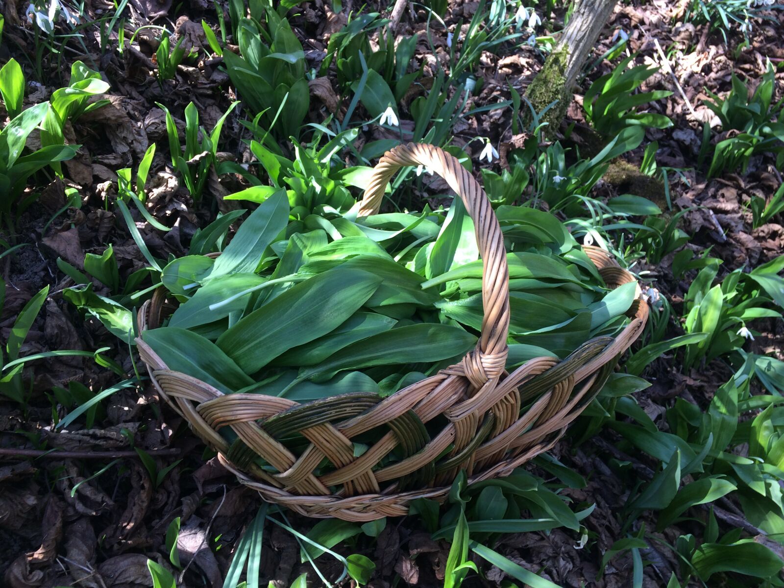 iPhone 5s back camera 4.15mm f/2.2 sample photo. Green, nature, garlic photography