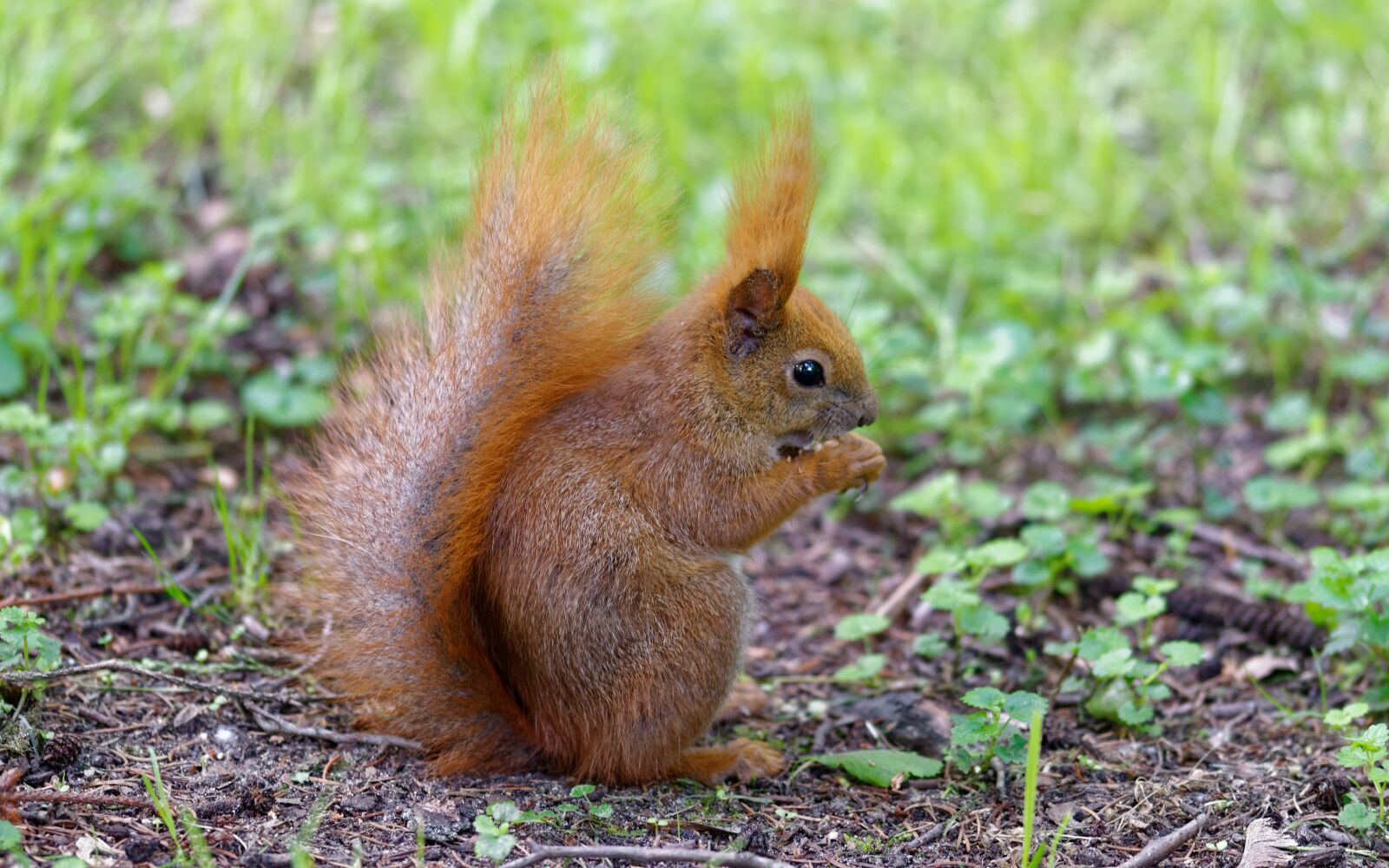 Nikon D5100 sample photo. Squirrel, earth, almost photography