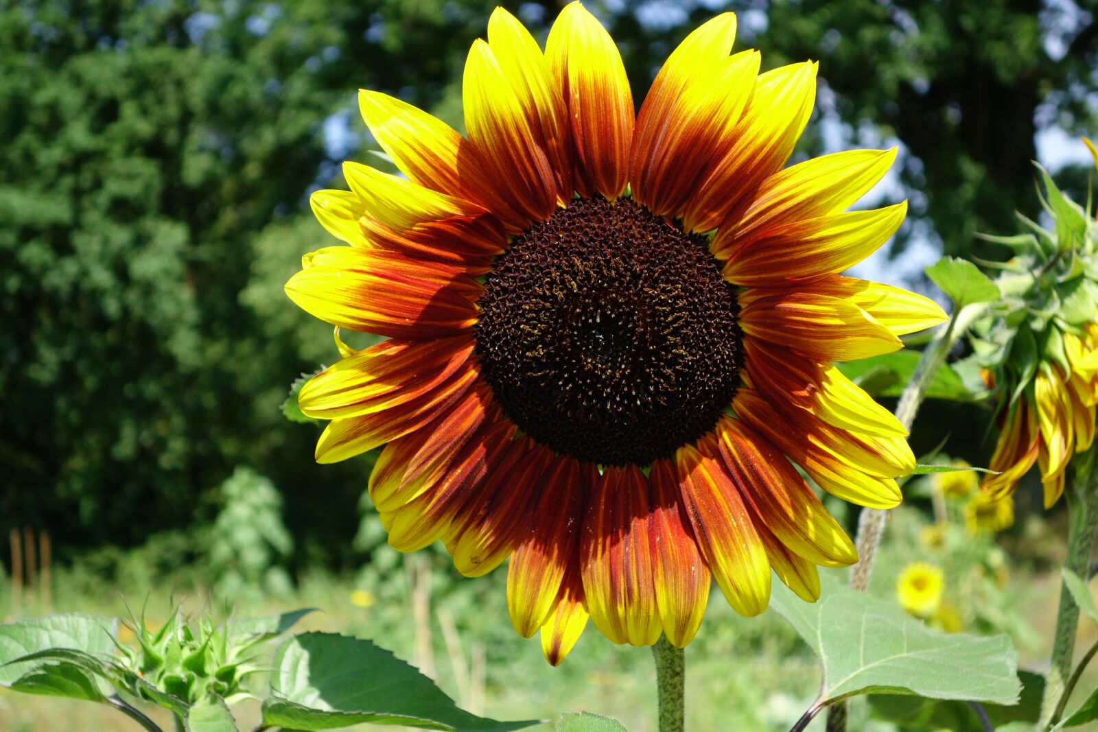 Sony Cyber-shot DSC-RX100 II sample photo. Sunflower, yellow, summer photography