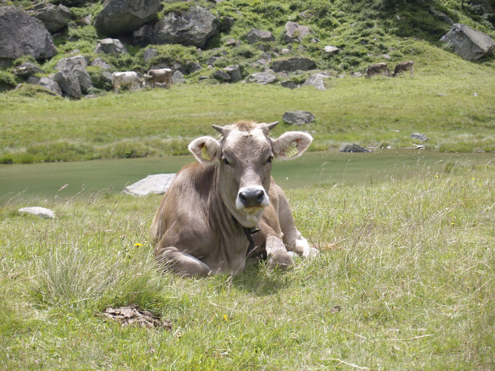 Olympus E-330 (EVOLT E-330) sample photo. Cow, switzerland, alpine photography