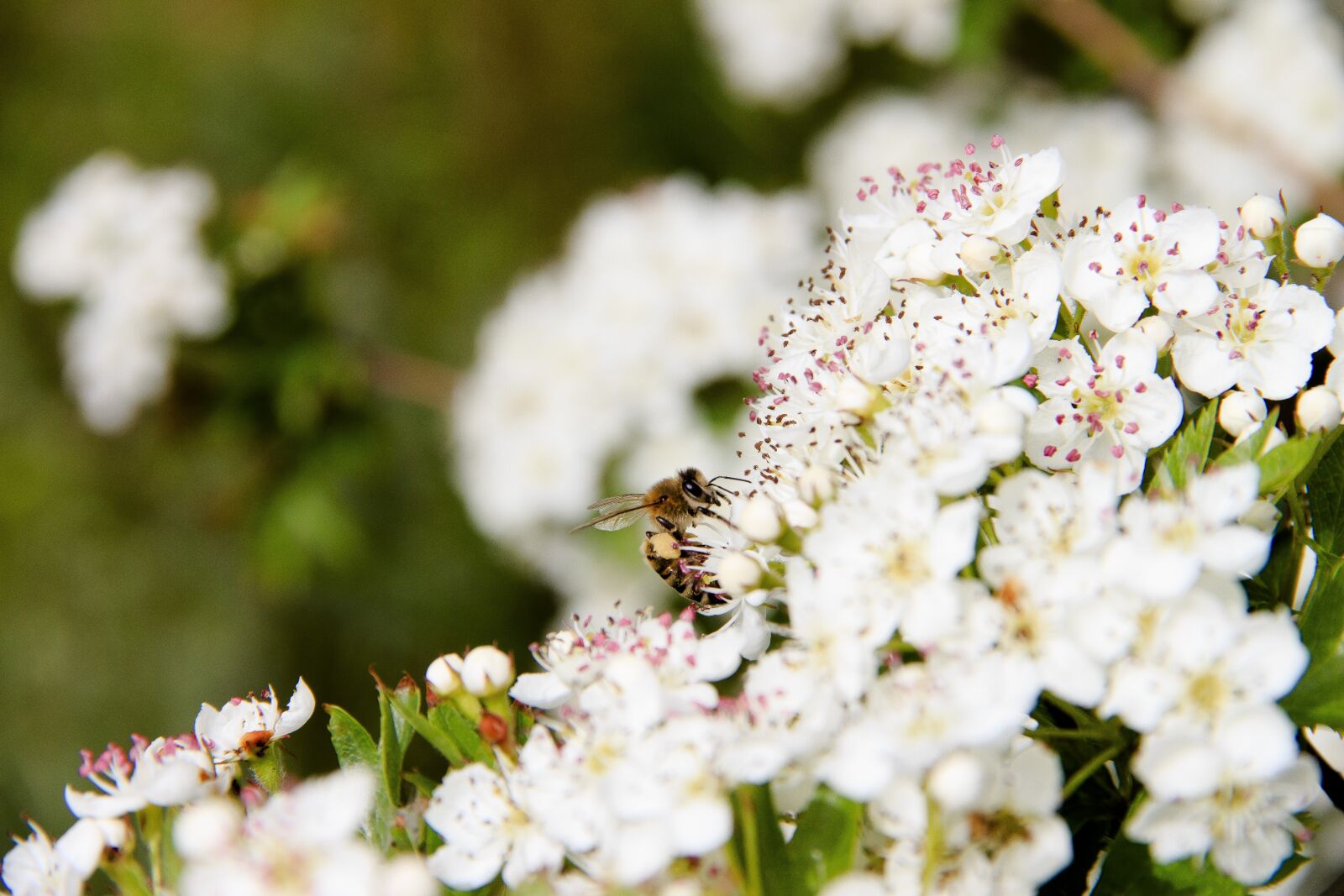 Canon EOS 650D (EOS Rebel T4i / EOS Kiss X6i) sample photo. Bee, flowers, krupnyj plan photography