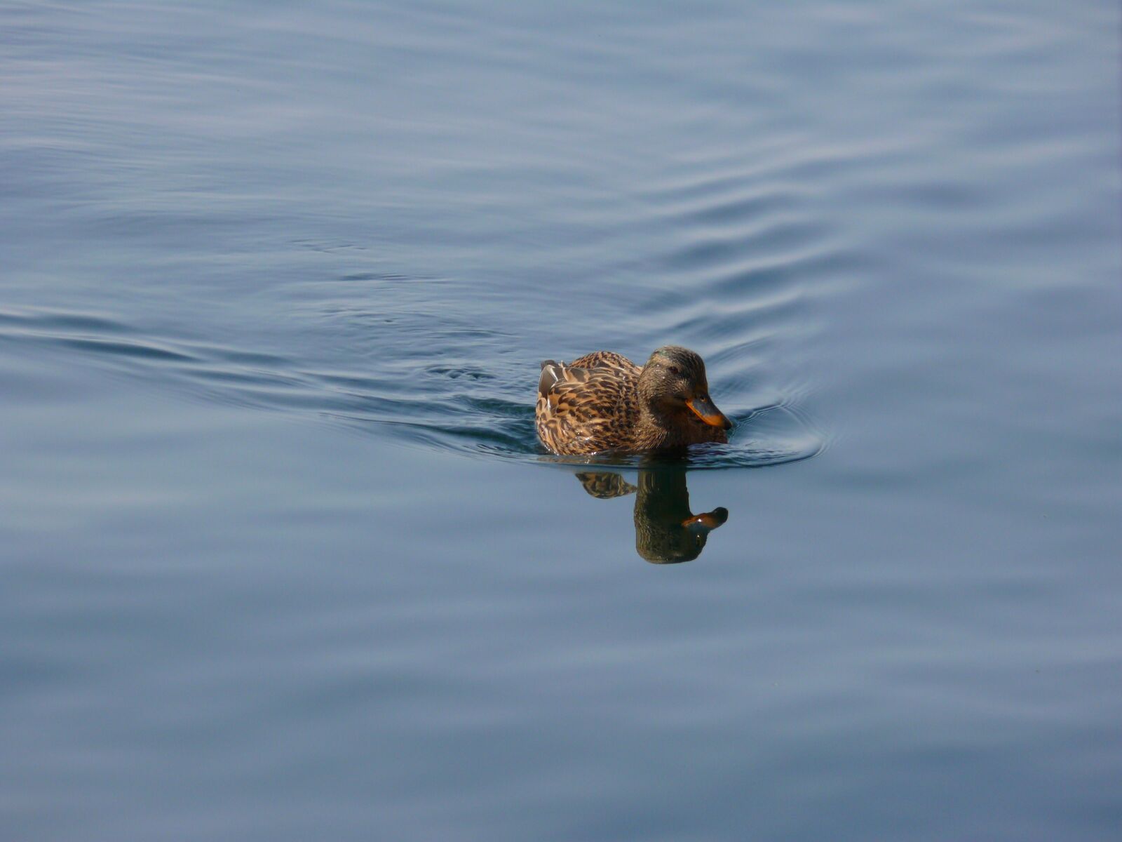 Panasonic DMC-FZ50 sample photo. Duck, water, nature photography