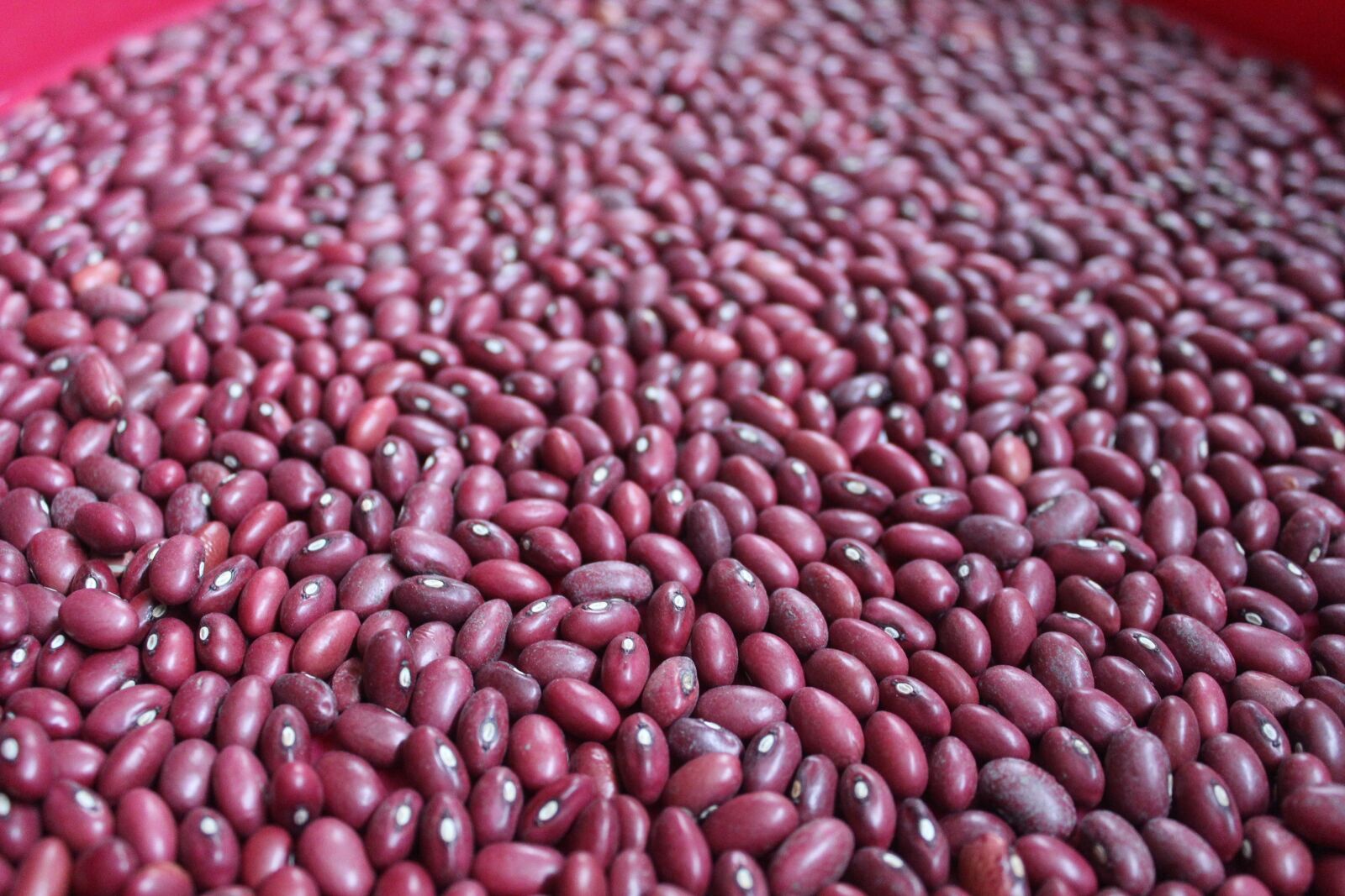 Canon EOS 650D (EOS Rebel T4i / EOS Kiss X6i) sample photo. Beans, food, texture photography
