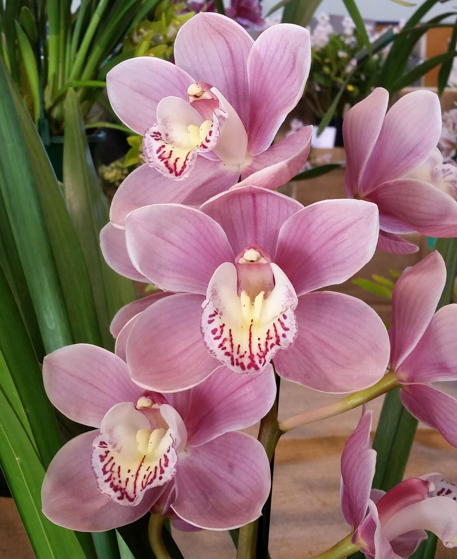 Samsung Galaxy S5 sample photo. Flowers, pink orchids, exotic photography