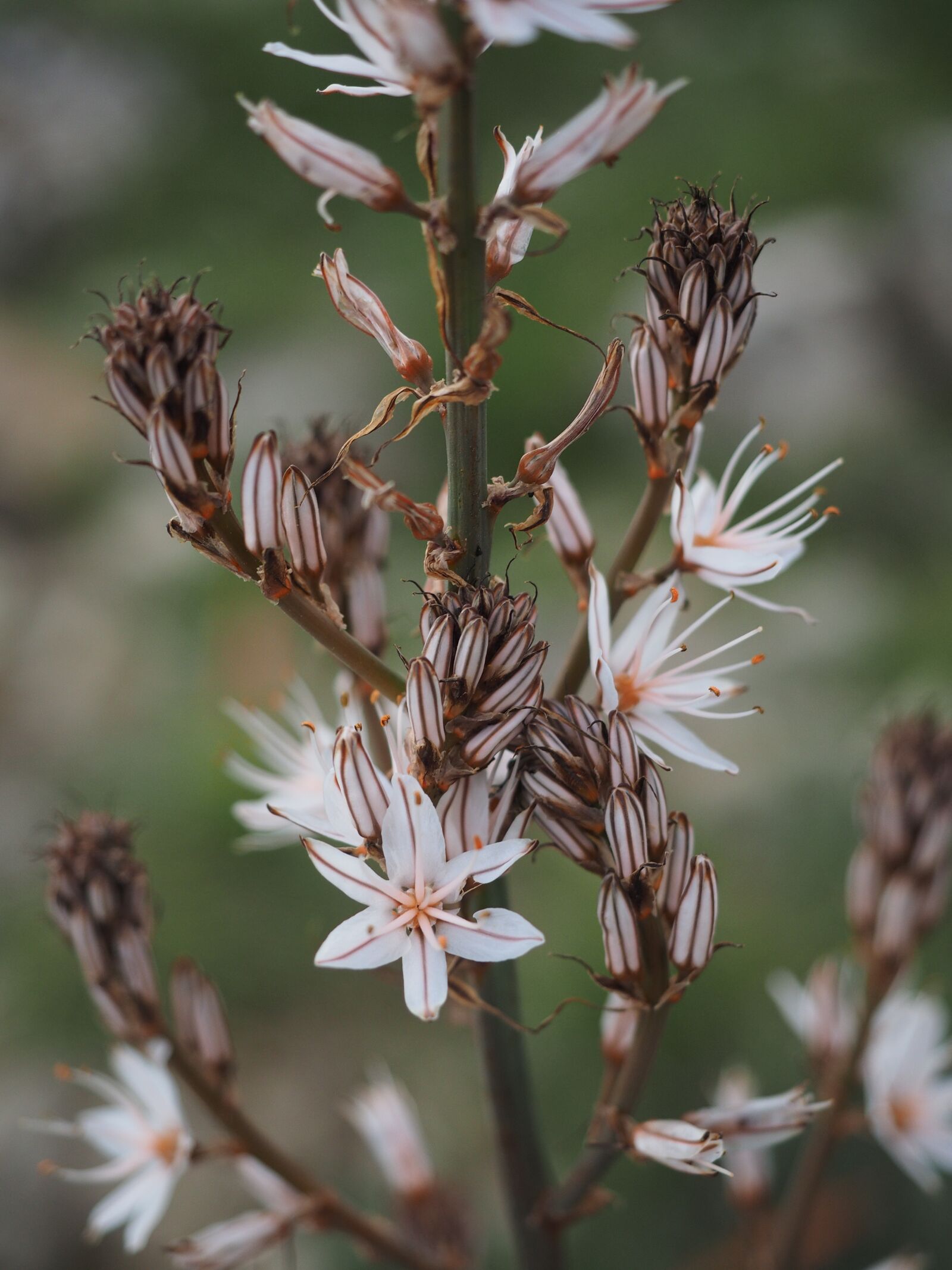 Olympus OM-D E-M1 + Olympus M.Zuiko Digital ED 12-40mm F2.8 Pro sample photo. Fragrant asphodel, flower, blossom photography