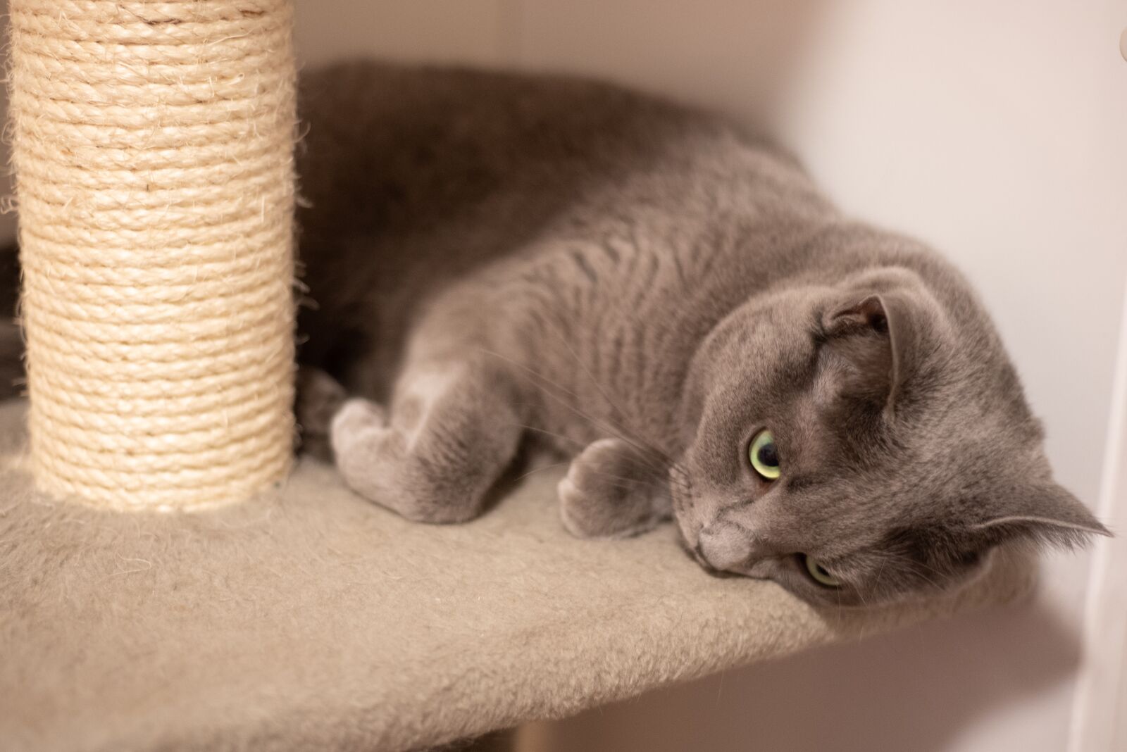 Nikon D750 sample photo. Cat, animal, recreation photography