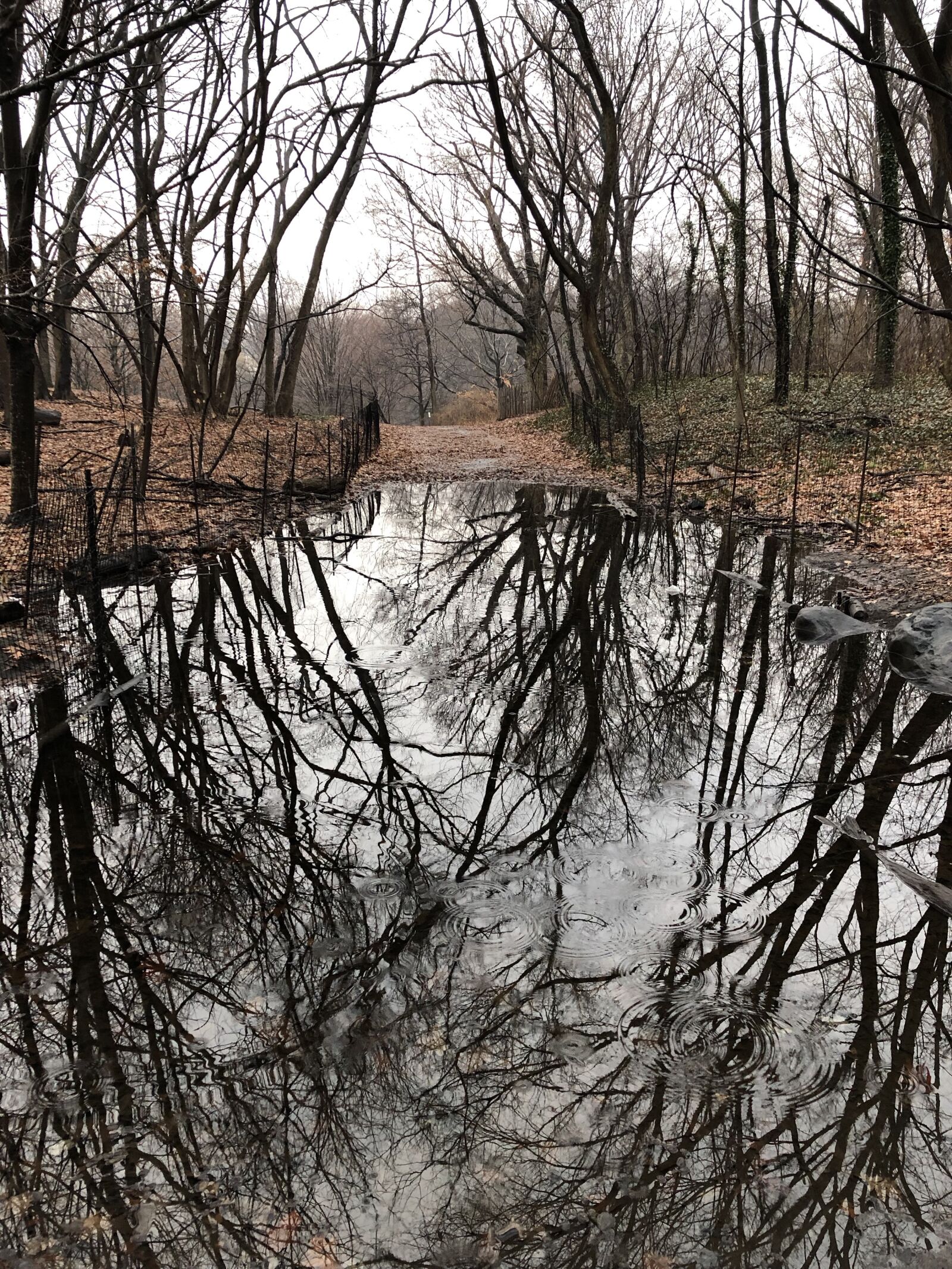 iPhone X back dual camera 4mm f/1.8 sample photo. Pond, reflection, water photography