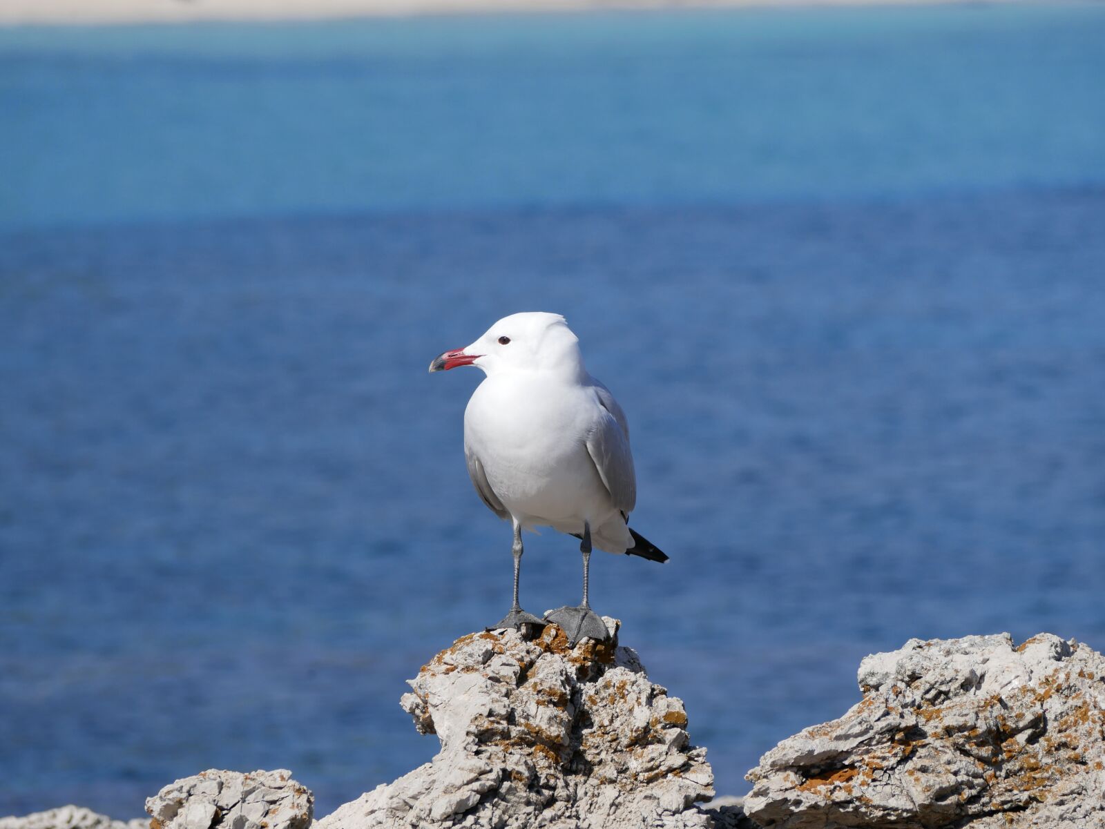 Panasonic Lumix DMC-GX85 (Lumix DMC-GX80 / Lumix DMC-GX7 Mark II) sample photo. Seagull, sea, mediterranean photography