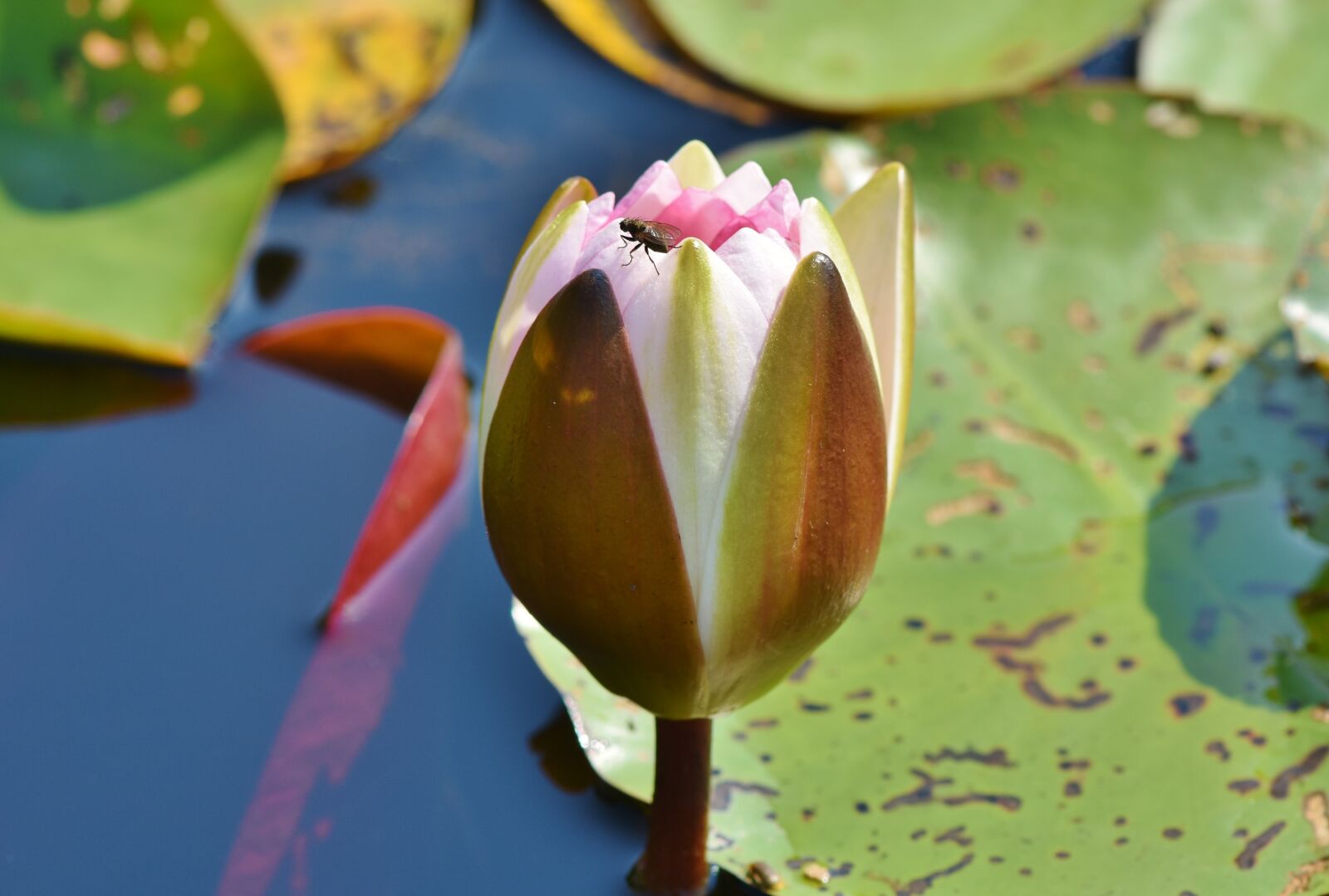 Nikon D7200 sample photo. Water lily, aquatic plant photography