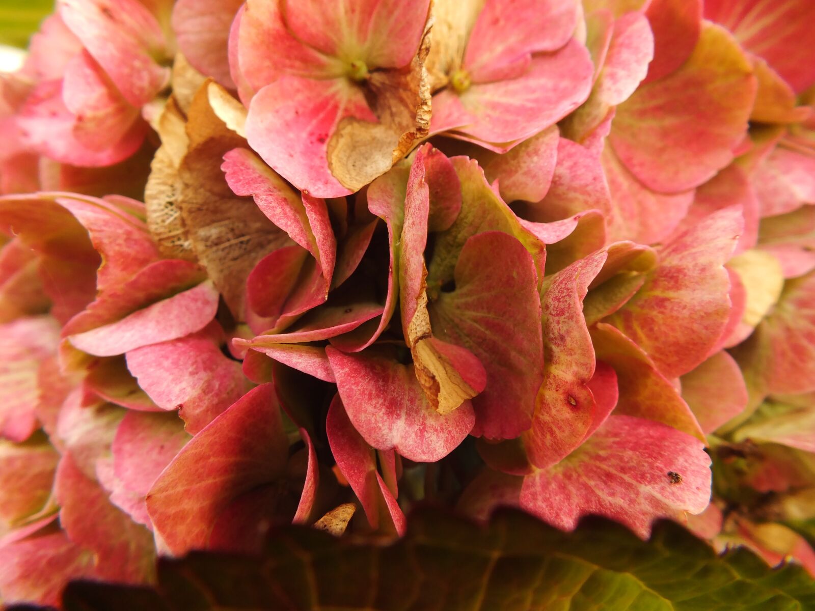 FujiFilm FinePix HS20 EXR (FinePix HS22 EXR) sample photo. Hydrangea, bauer hydrangea, autumn photography