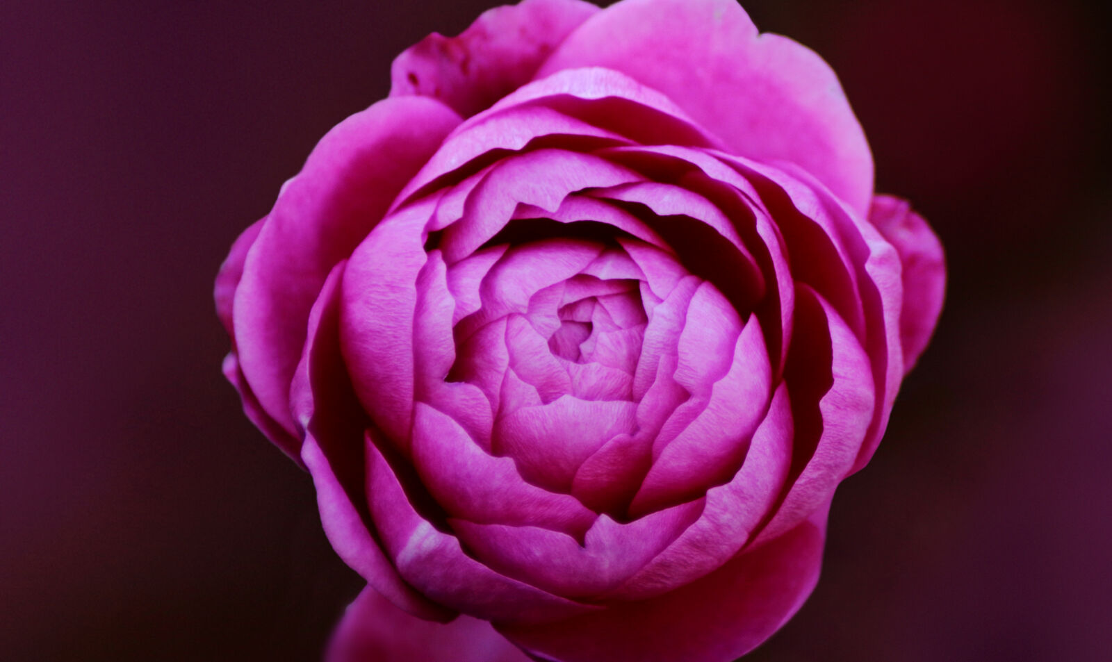 Canon EOS 1300D (EOS Rebel T6 / EOS Kiss X80) sample photo. Frower, macro, pink photography