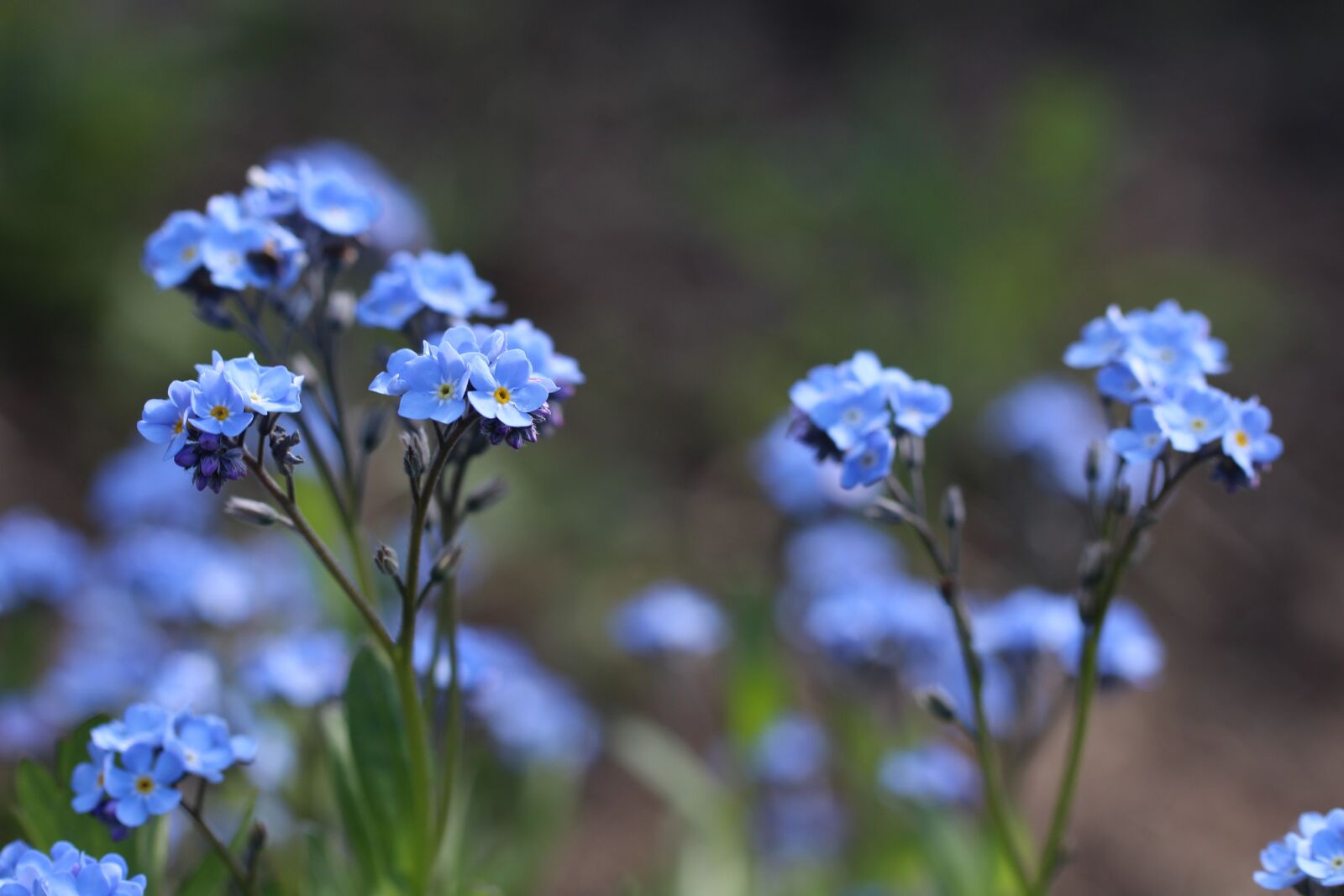 Canon EOS 1200D (EOS Rebel T5 / EOS Kiss X70 / EOS Hi) sample photo. Violet, wild flower, nature photography