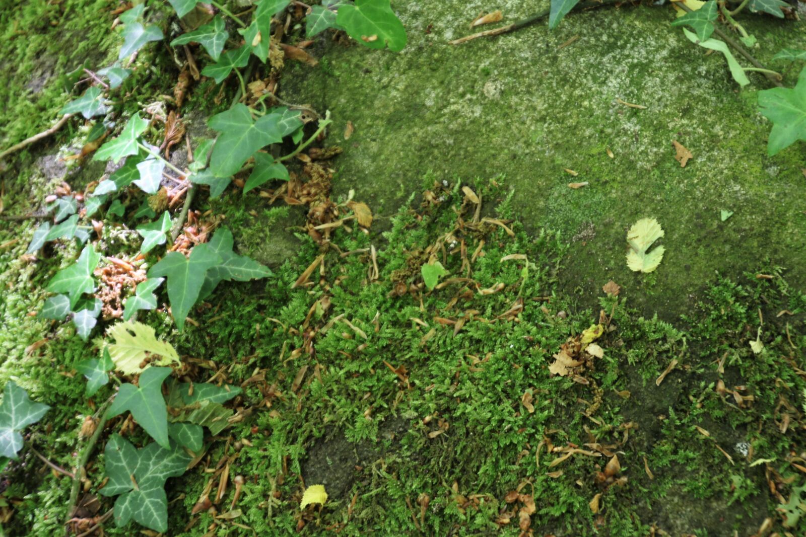 Canon EOS 7D Mark II sample photo. Boulder, fairies, fairy, tale photography