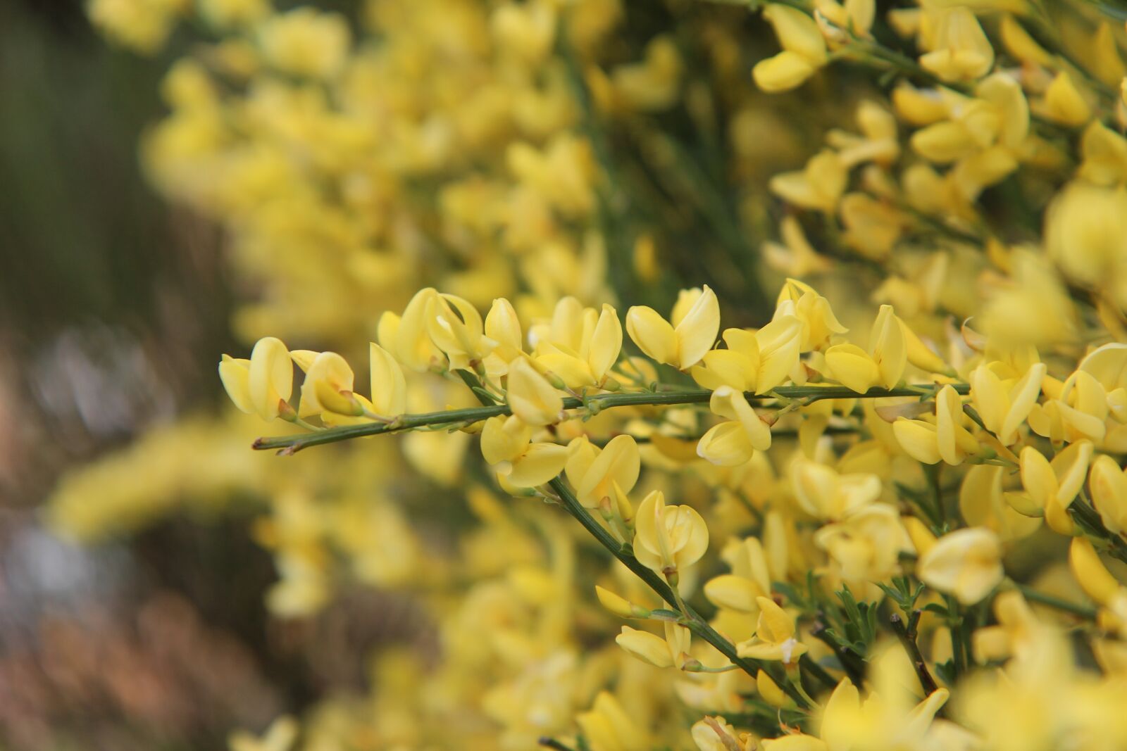 Canon EOS 600D (Rebel EOS T3i / EOS Kiss X5) sample photo. Broom, broom yellow, shrub photography