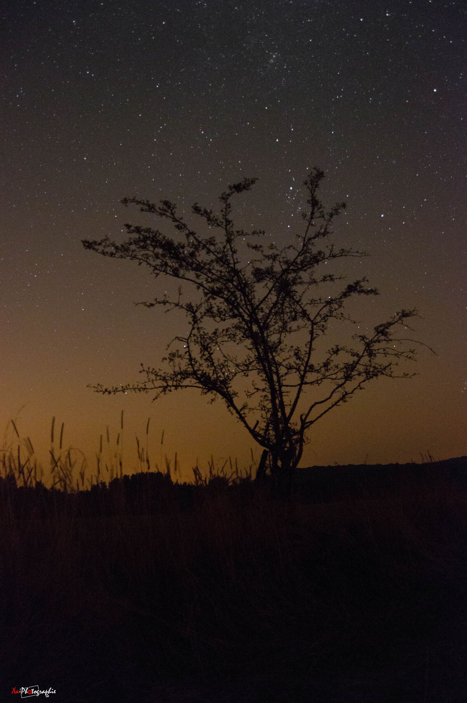Nikon D3200 sample photo. Silhouette, tree, against, sky photography