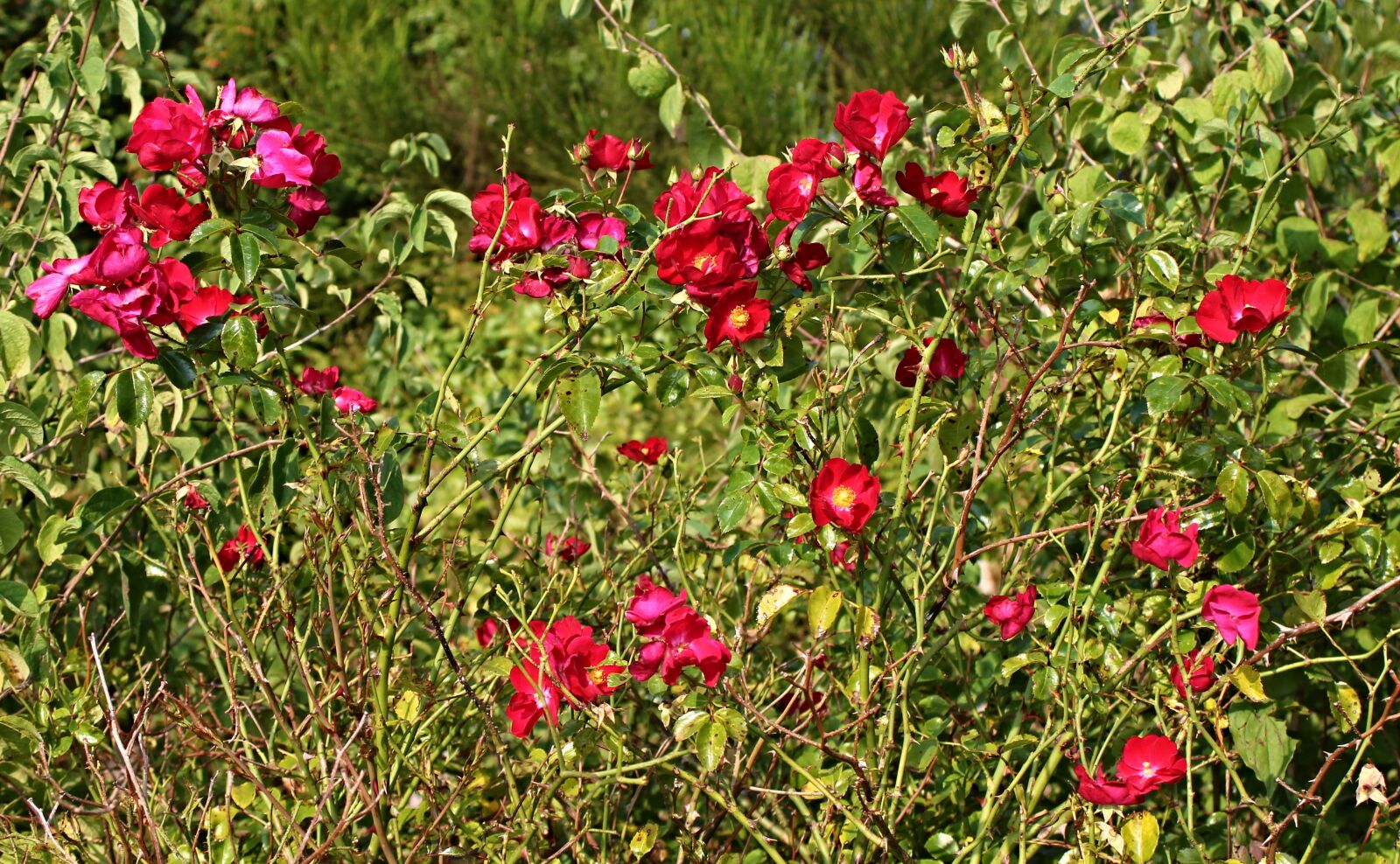 Canon EF 28-80mm f/3.5-5.6 sample photo. Rosebush, rose hedge, heck photography