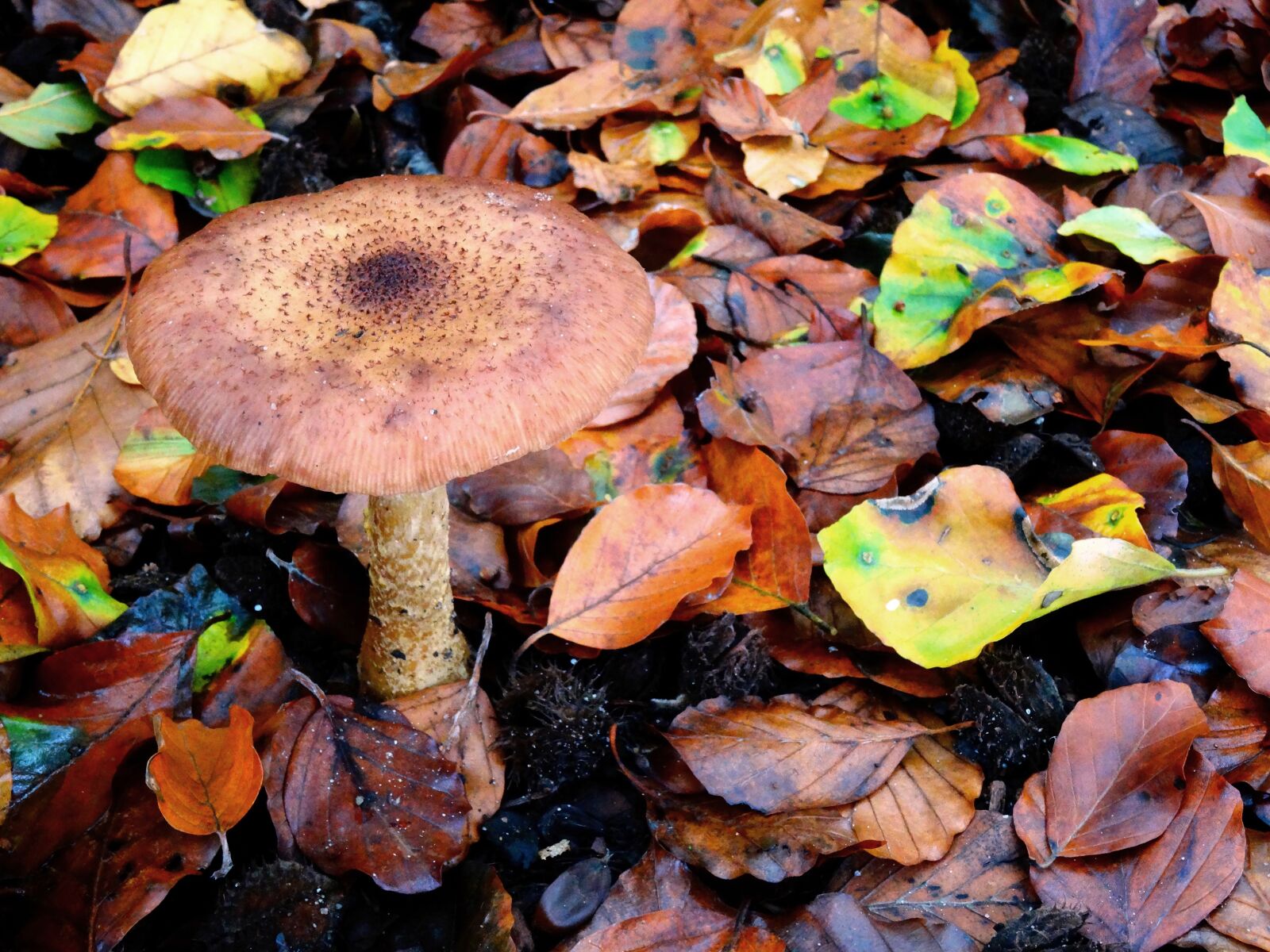 Sony Cyber-shot DSC-HX50V sample photo. Mushroom, autumn, forest photography