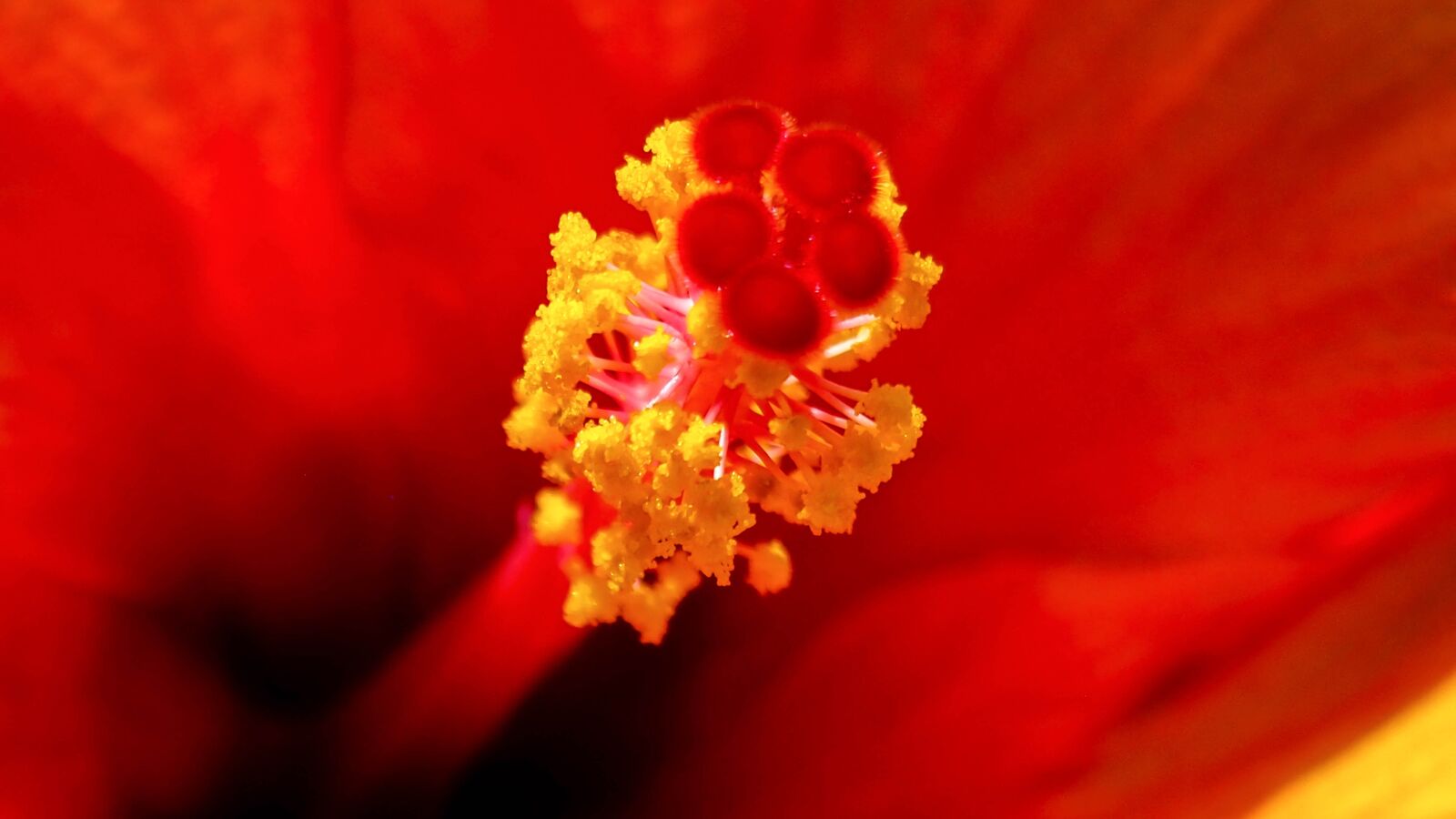 Olympus M.Zuiko Digital 14-42mm F3.5-5.6 II R sample photo. Flower, red flower, red photography