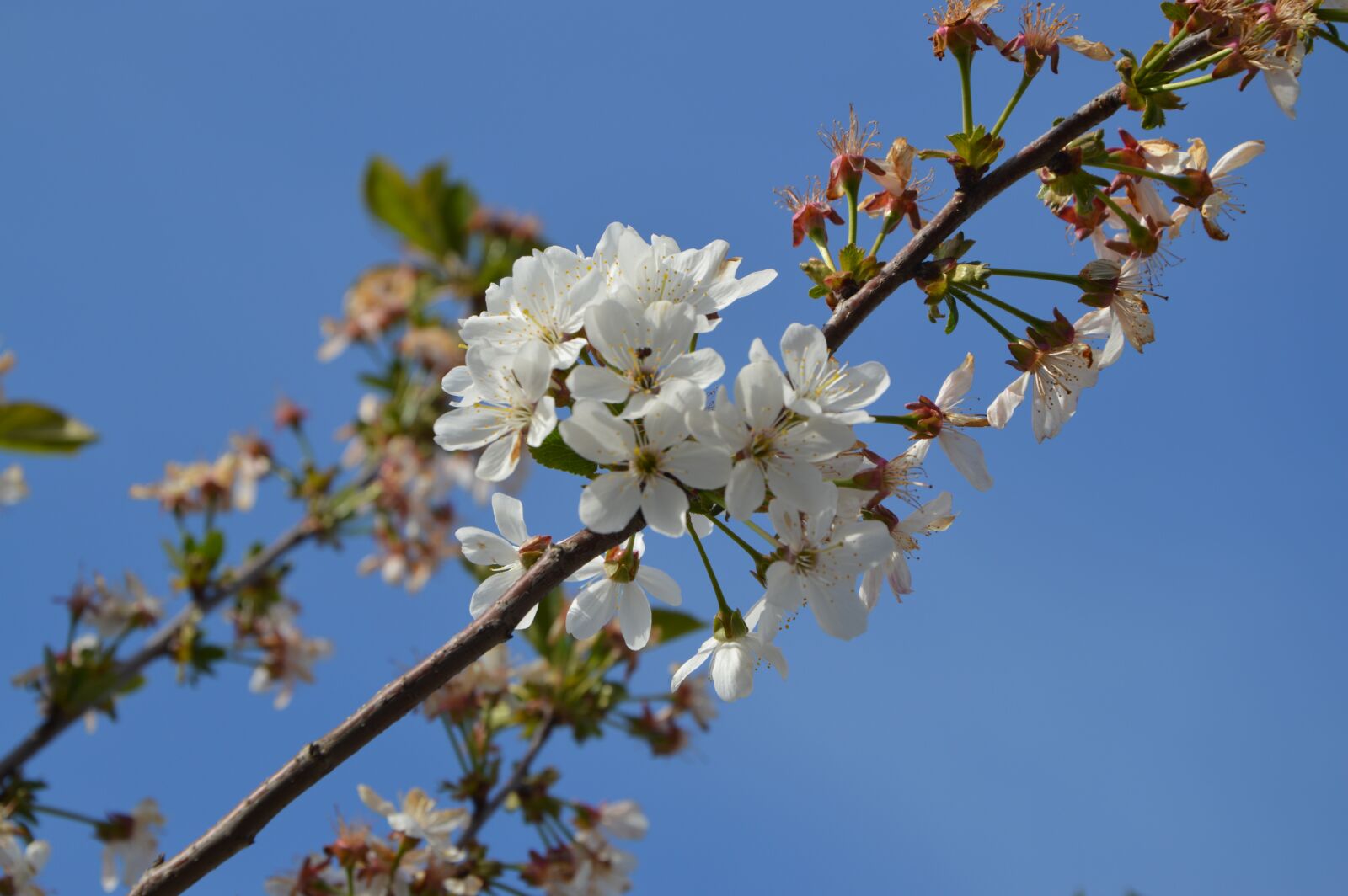 Nikon D3200 sample photo. Spring, bloom, nature photography