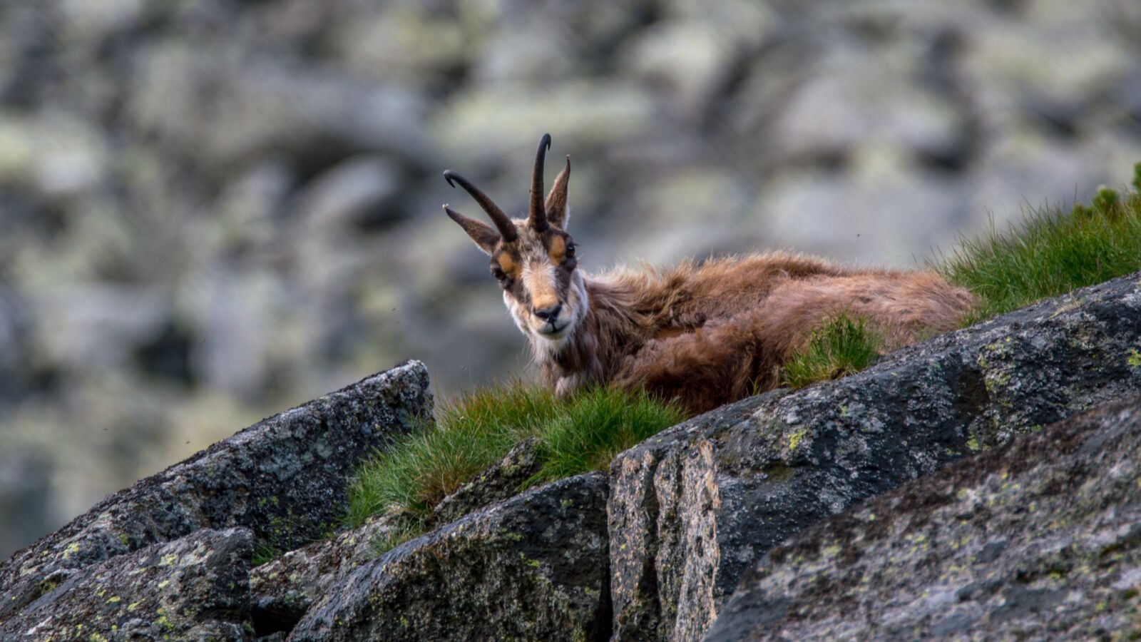 Nikon D3200 sample photo. Chamoix, chamois, rupicapra rupicapra photography