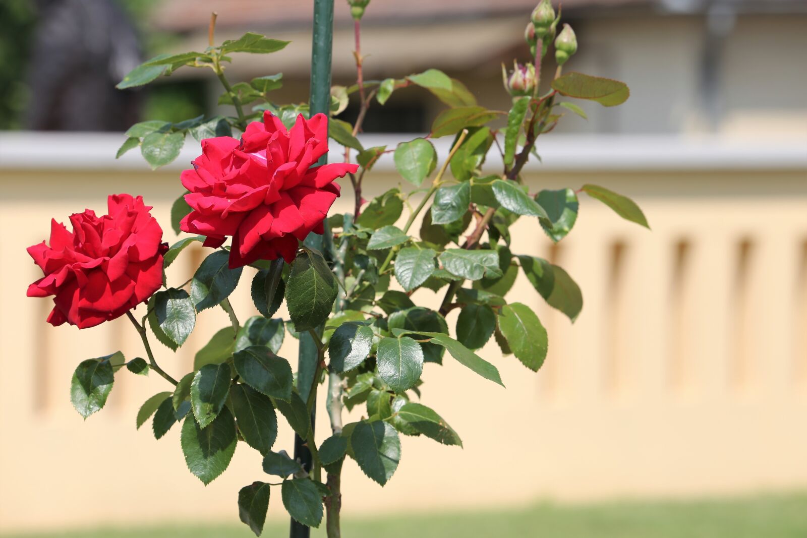 Canon EF 70-300 F4-5.6 IS II USM sample photo. Red roses, flower, romantic photography