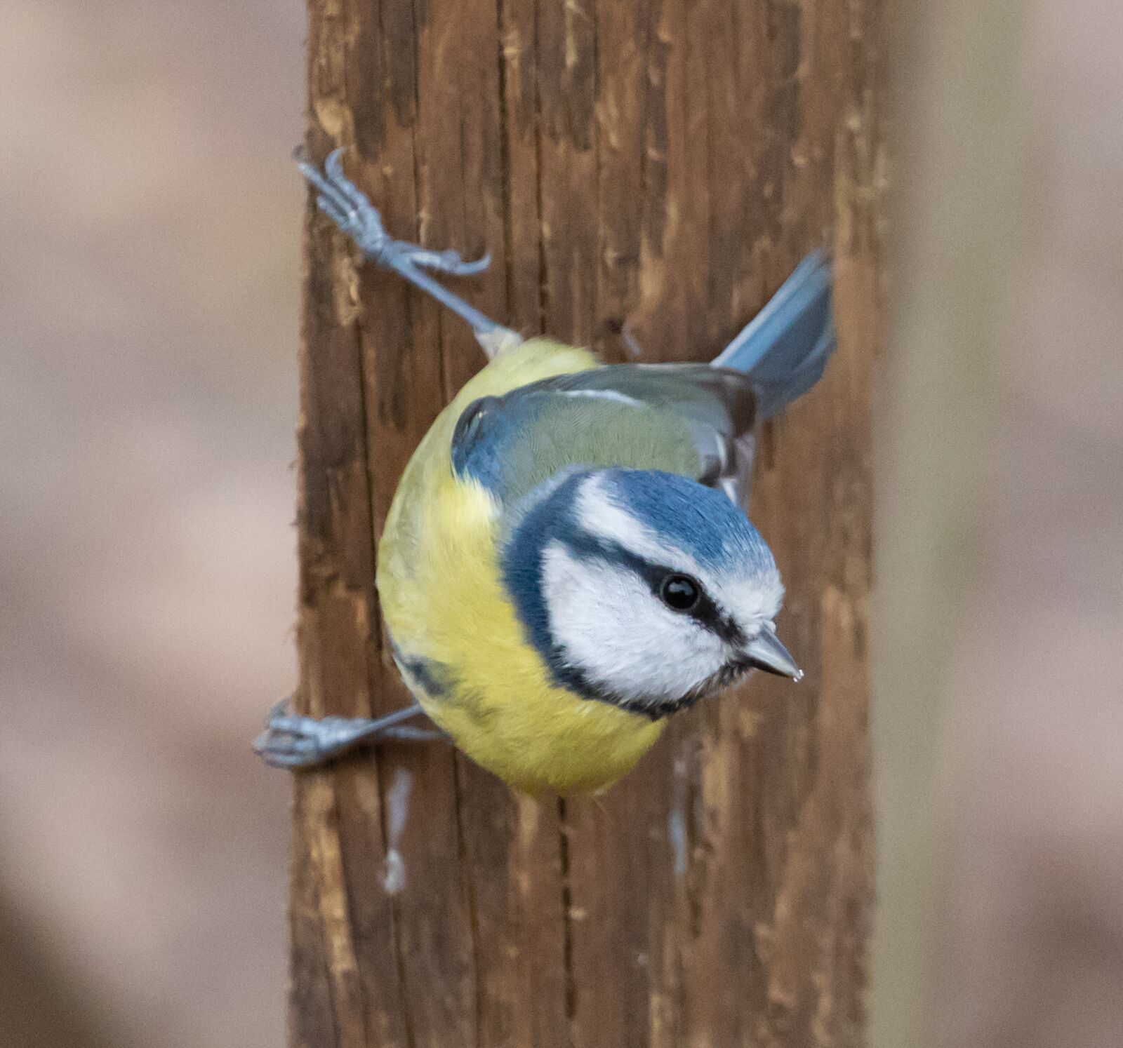 Canon EOS 7D Mark II + Canon EF 100-400mm F4.5-5.6L IS II USM sample photo. Blue tit, tit, small photography