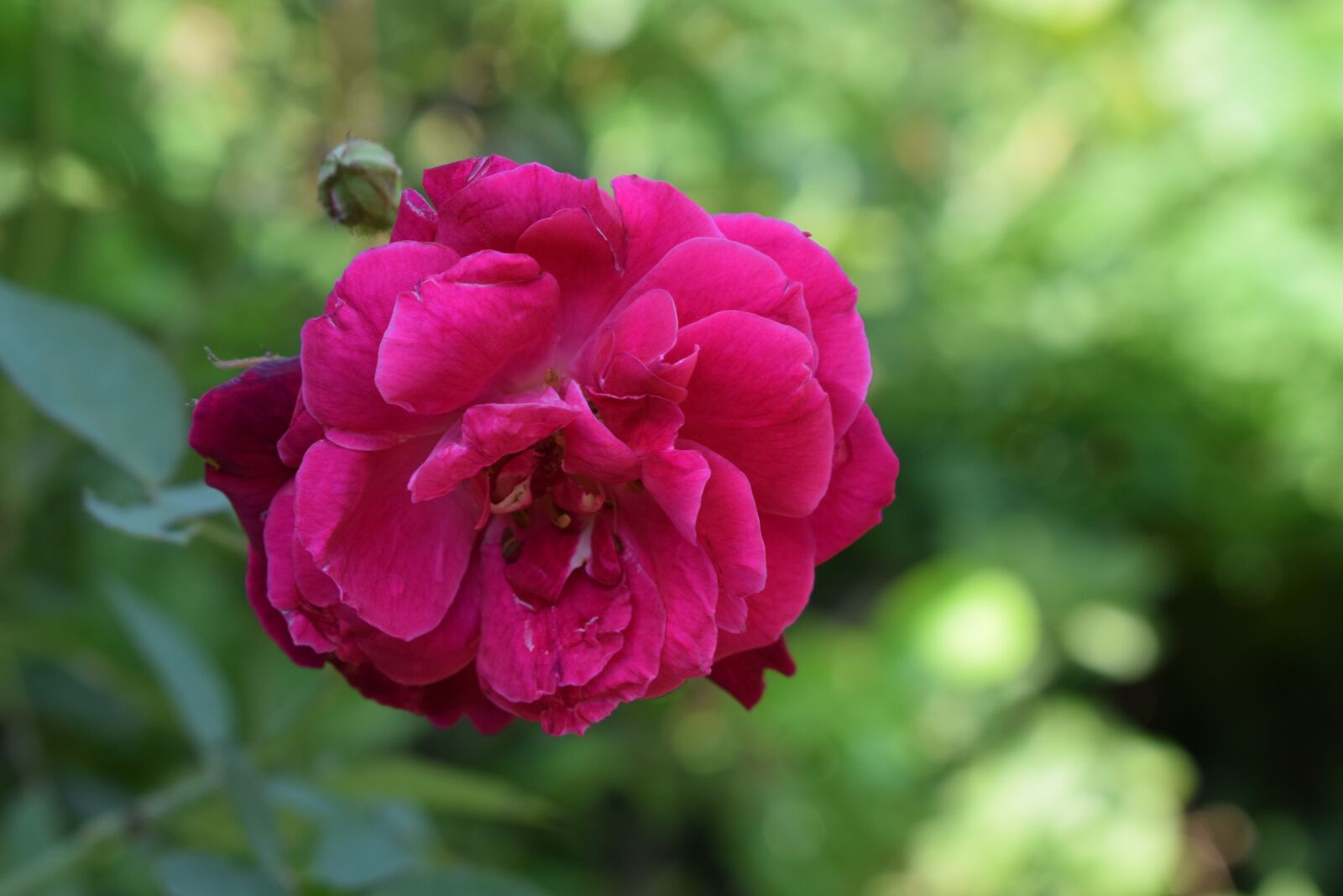 Nikon D3300 sample photo. Flower, rose, red photography